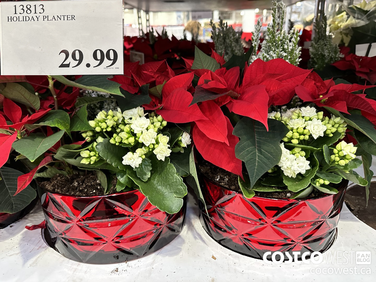 13813 HOLIDAY PLANTER $29.99