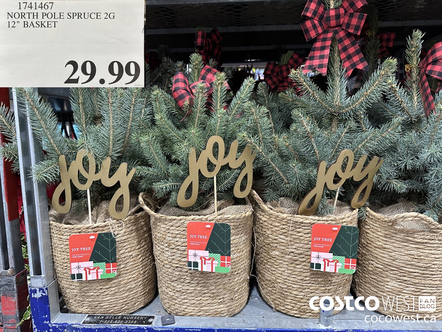 1741467 NORTH POLE SPRUCE 2G 12