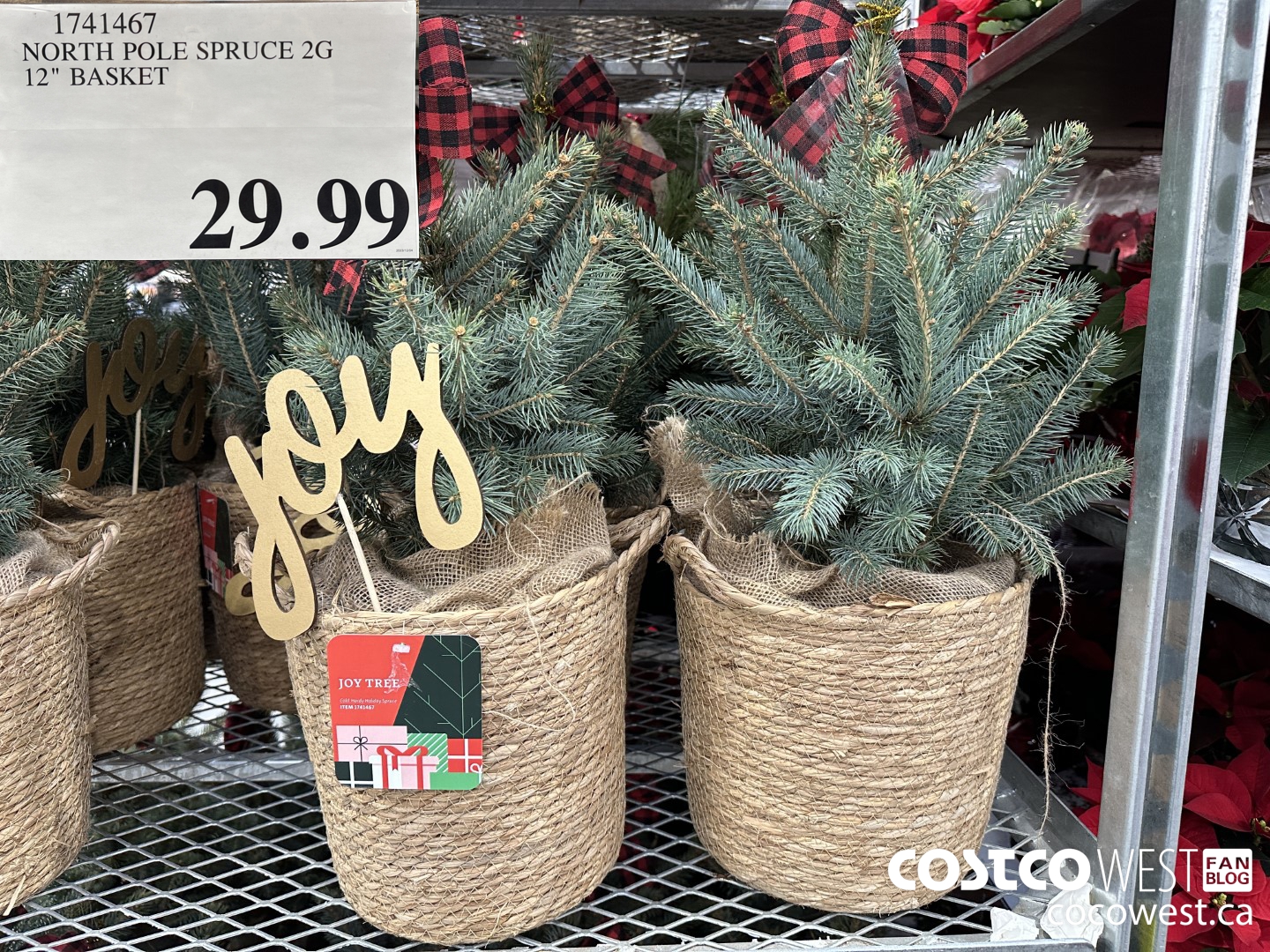 1741467 NORTH POLE SPRUCE 2G 12