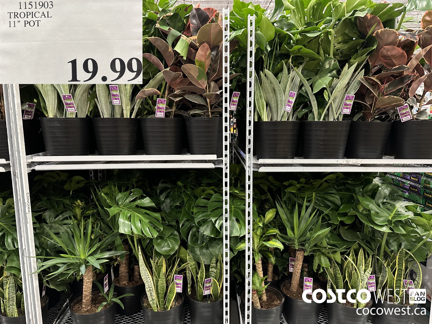 1151903 TROPICAL 11