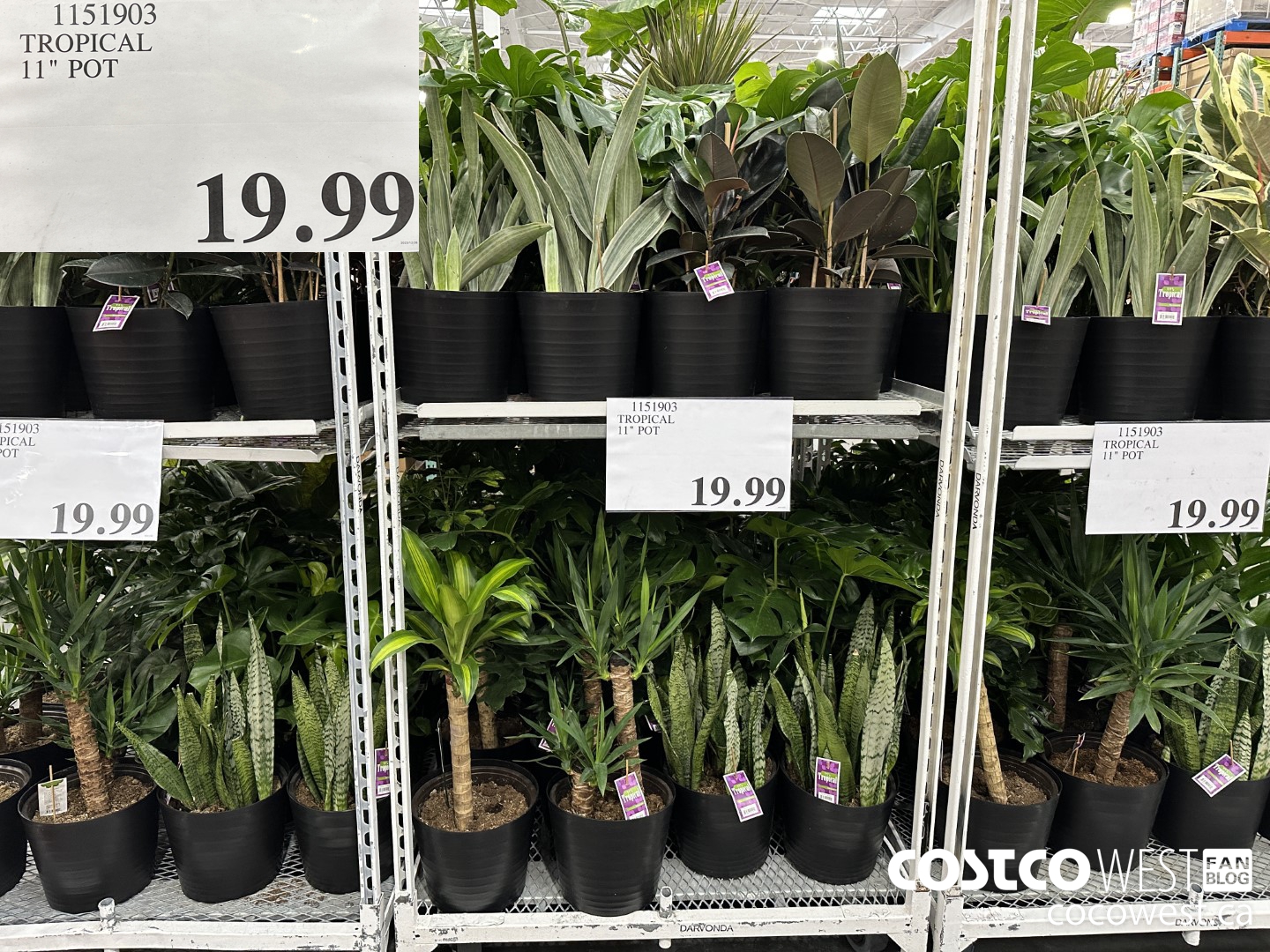 1151903 TROPICAL 11