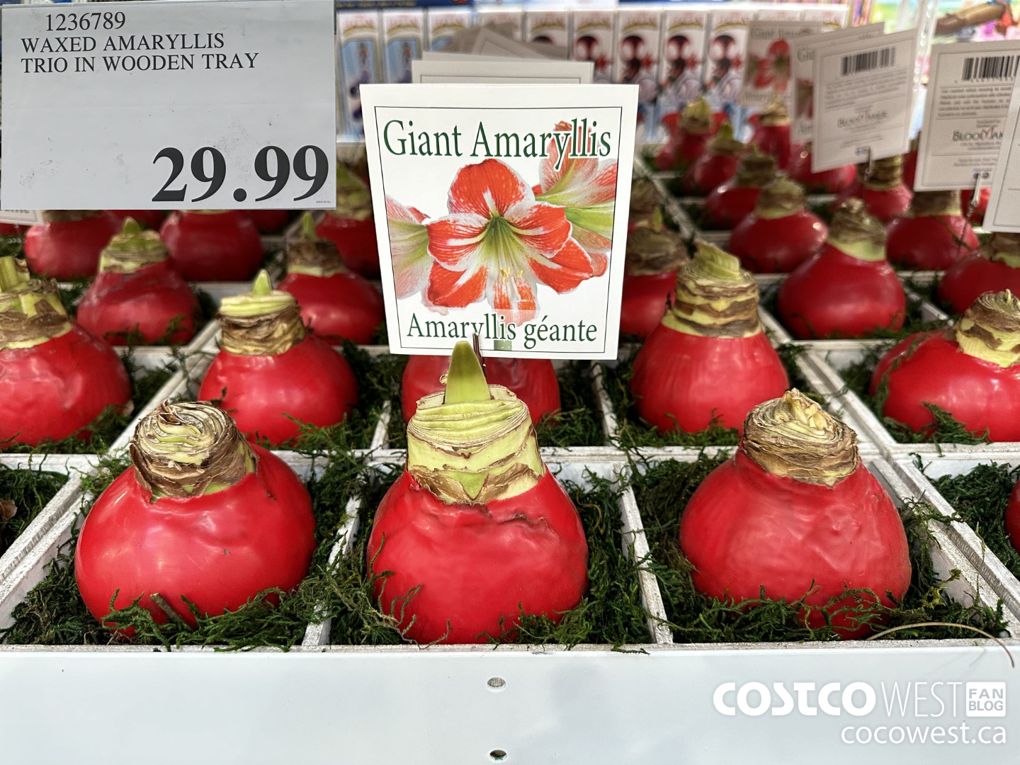 1236789 WAXED AMARYLLIS TRIO IN WOODEN TRAY  $29.99