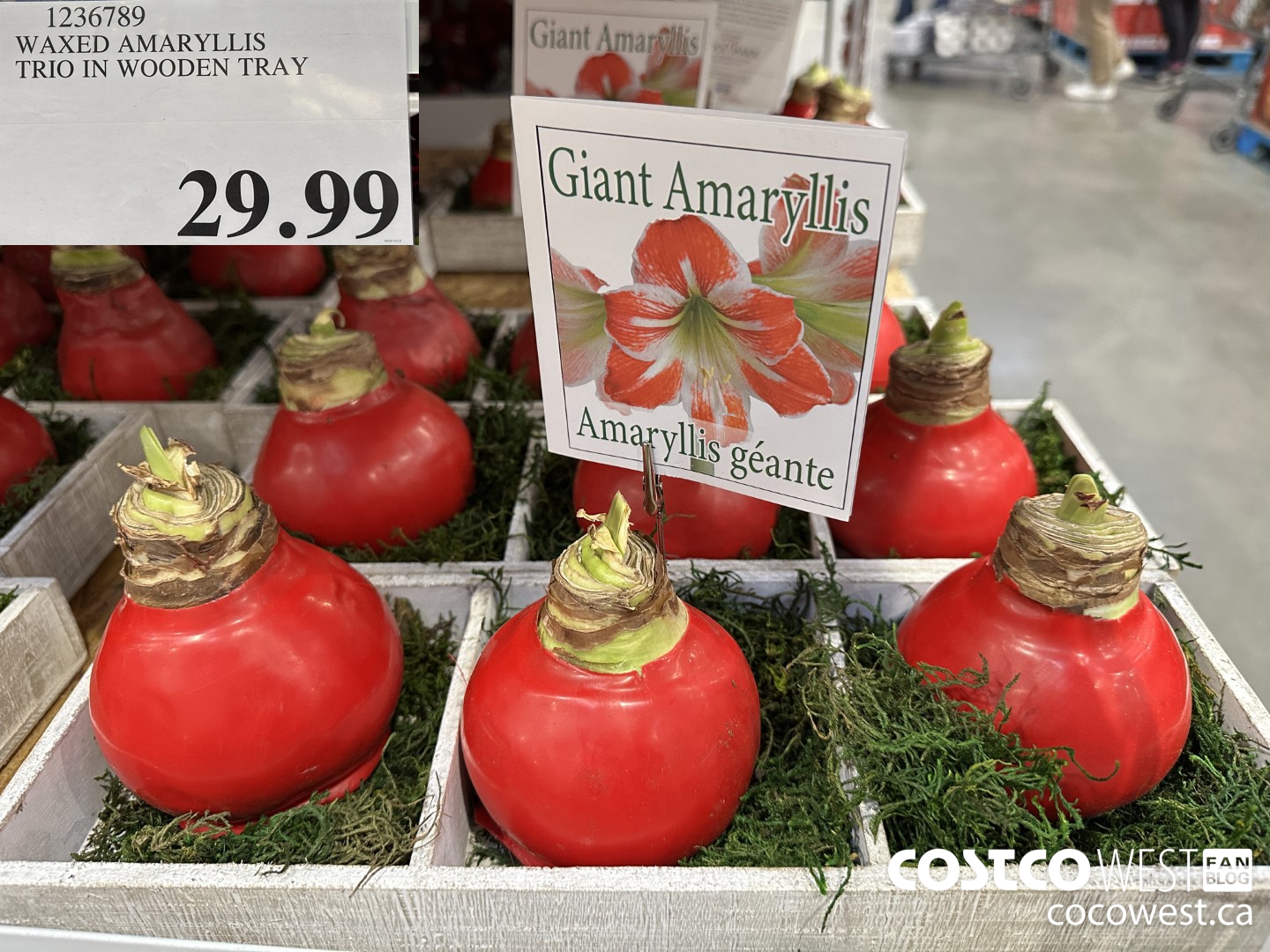 1236789 WAXED AMARYLLIS TRIO IN WOODEN TRAY  $29.99