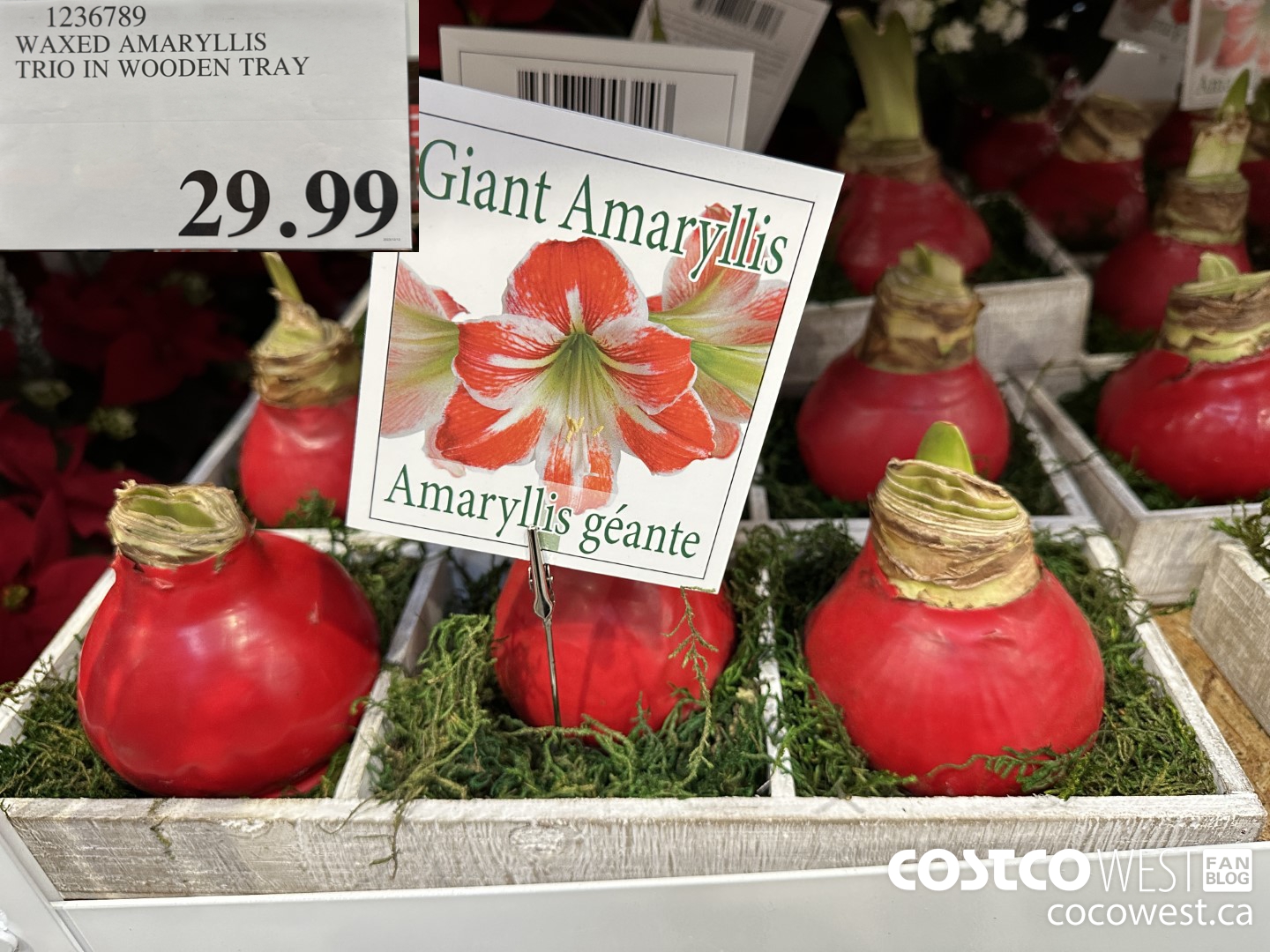1236789 WAXED AMARYLLIS TRIO IN WOODEN TRAY  $29.99