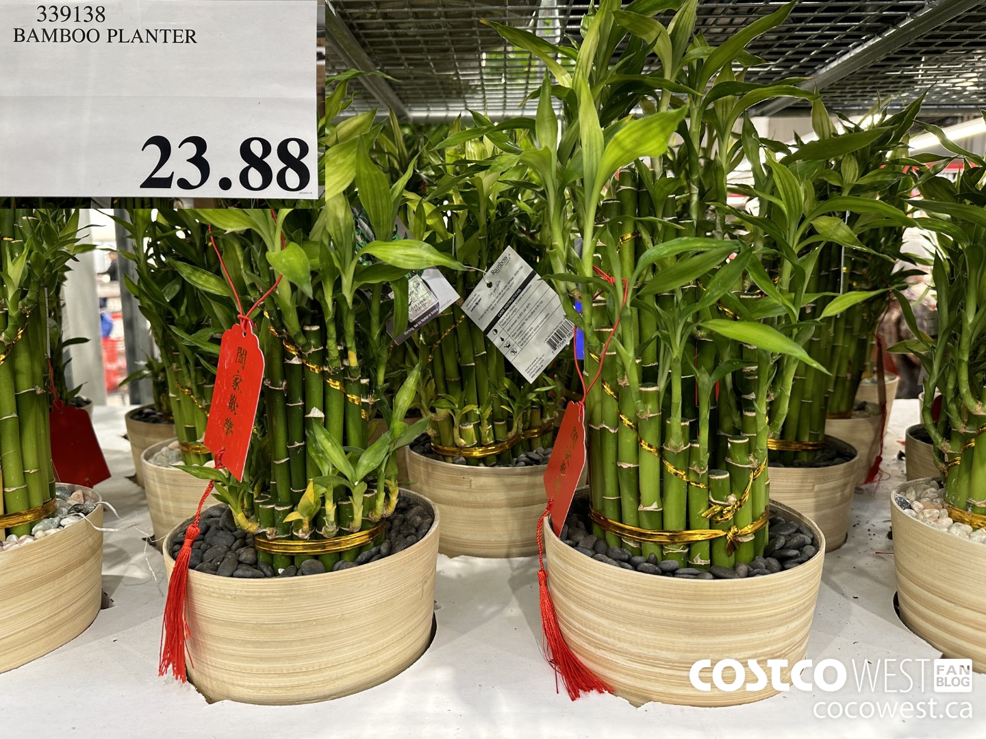 339138 BAMBOO PLANTER $23.88