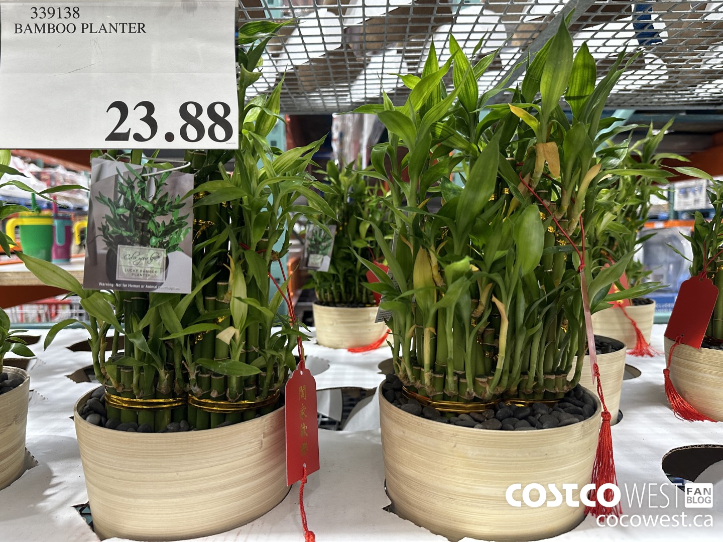 339138 BAMBOO PLANTER $23.88