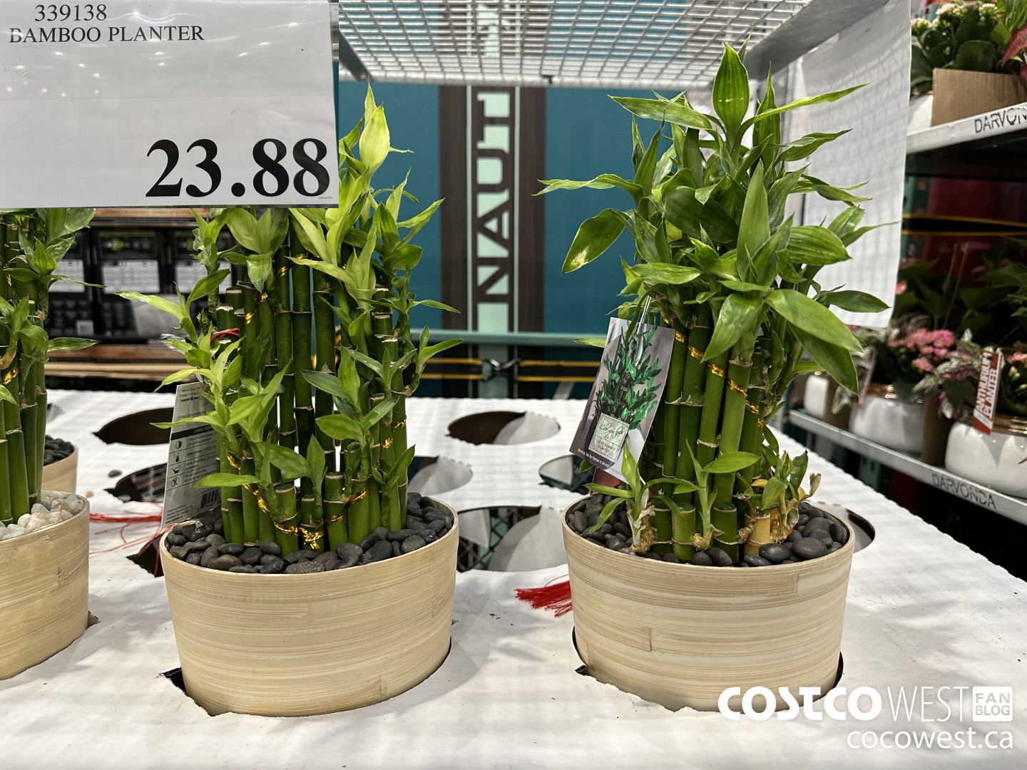 339138 BAMBOO PLANTER $23.88