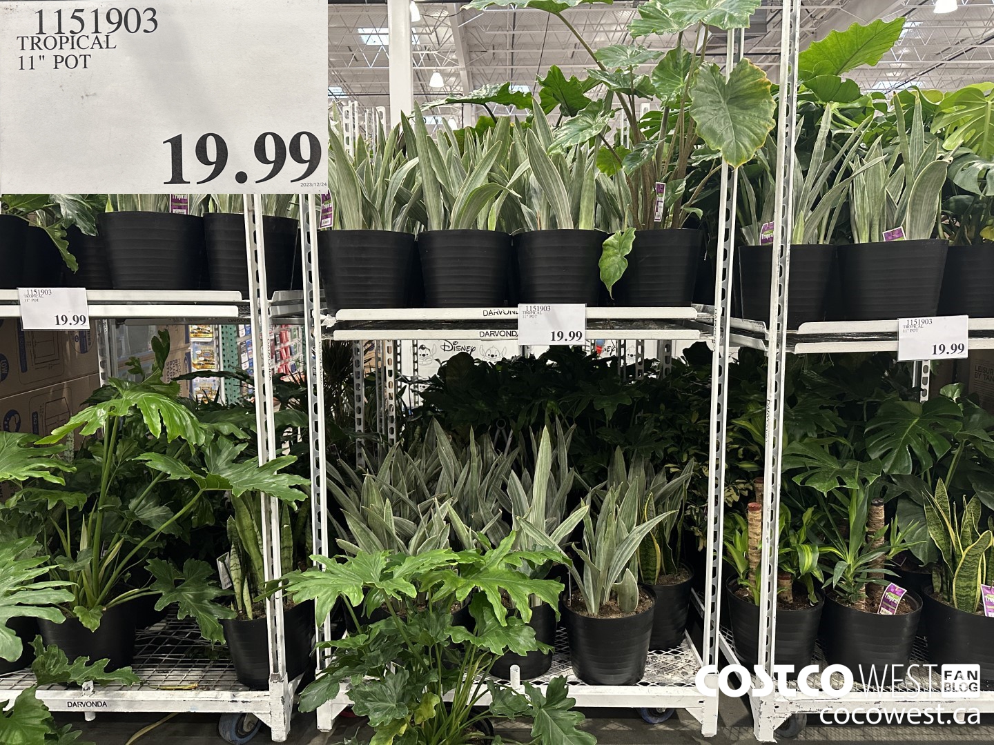 1151903 TROPICAL 11