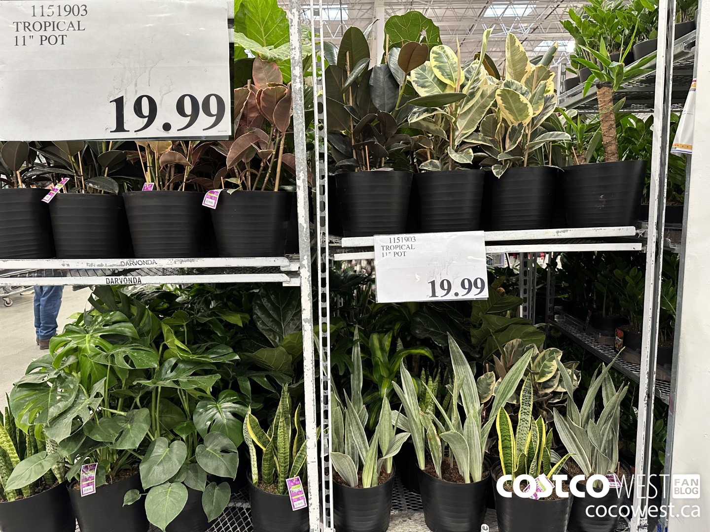 1151903 TROPICAL 11