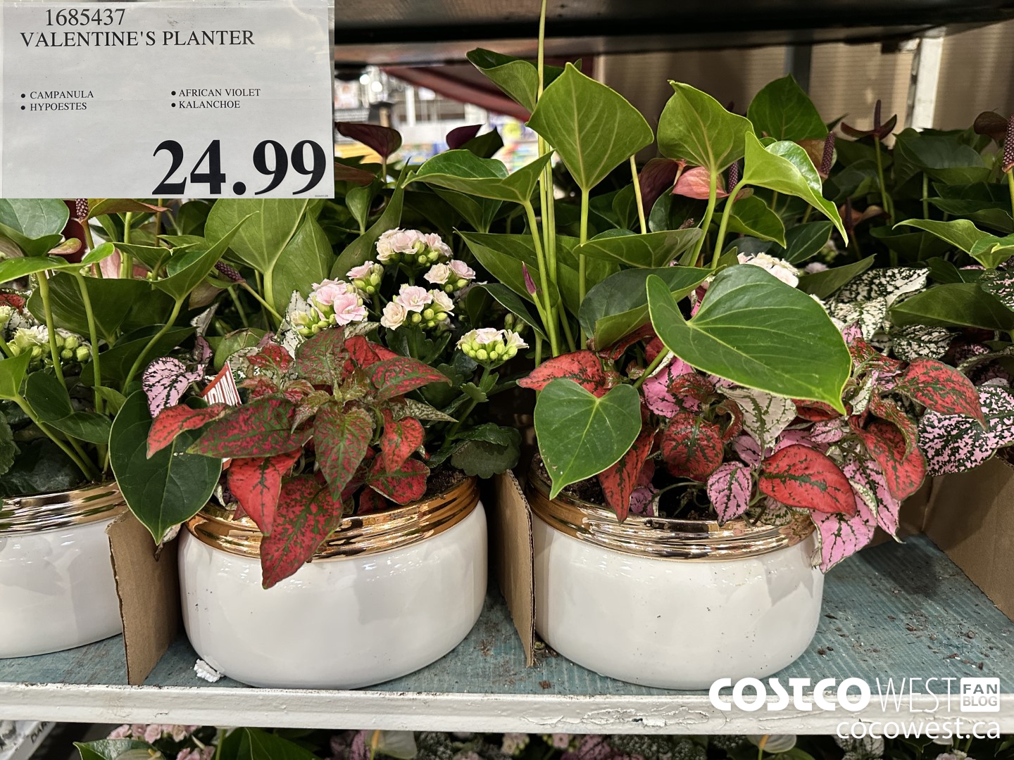 1685437 VALENTINE'S PLANTER $24.99