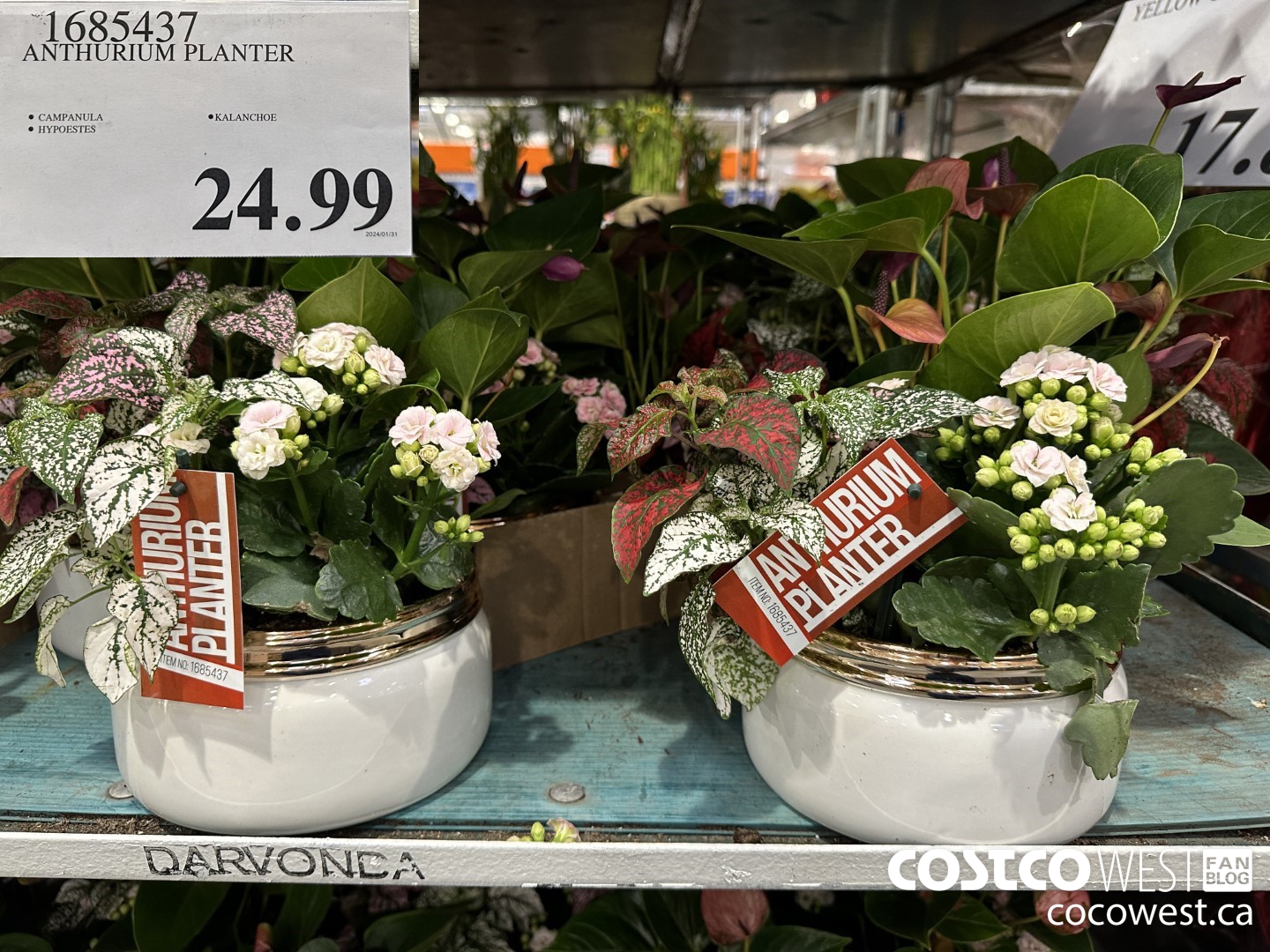 1685437 ANTHURIUM PLANTER $24.99