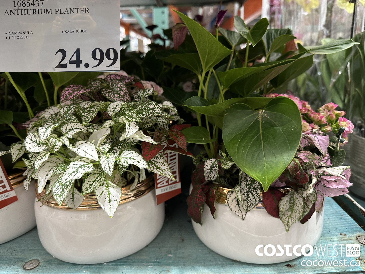 1685437 ANTHURIUM PLANTER $24.99