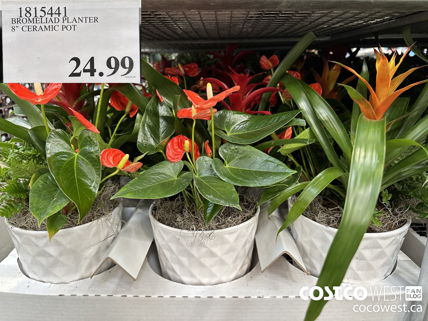 1815441 BROMELIAD PLANTER 8