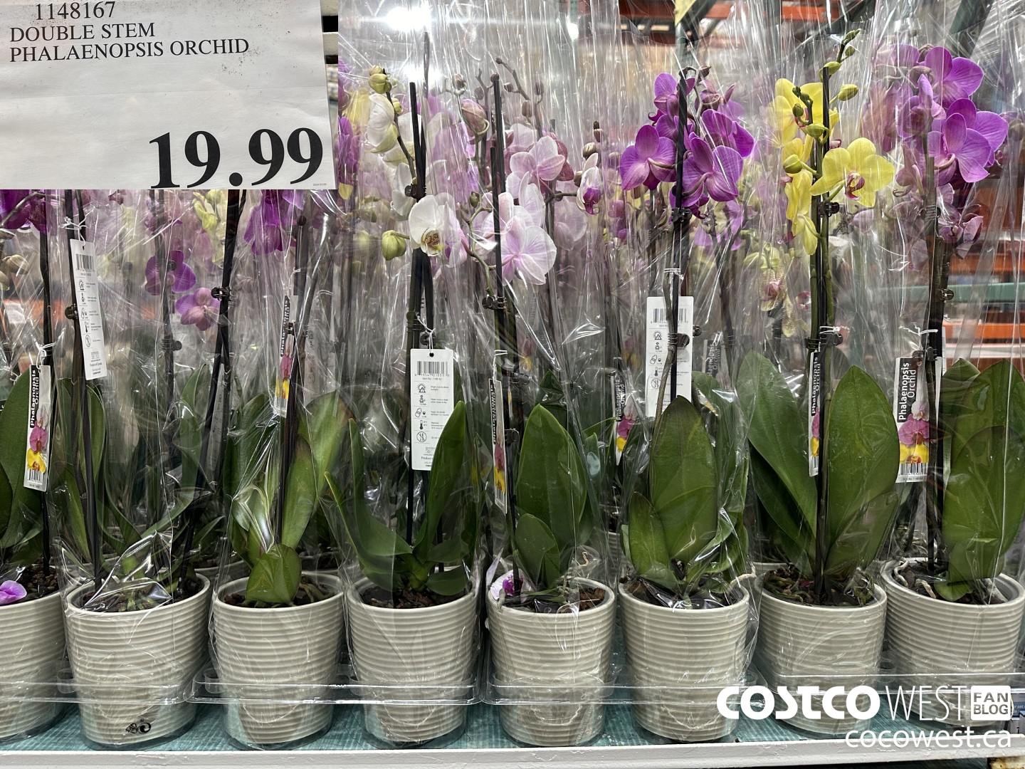 1148167 DOUBLE STEM PHALAENOPSIS ORCHID  $19.99