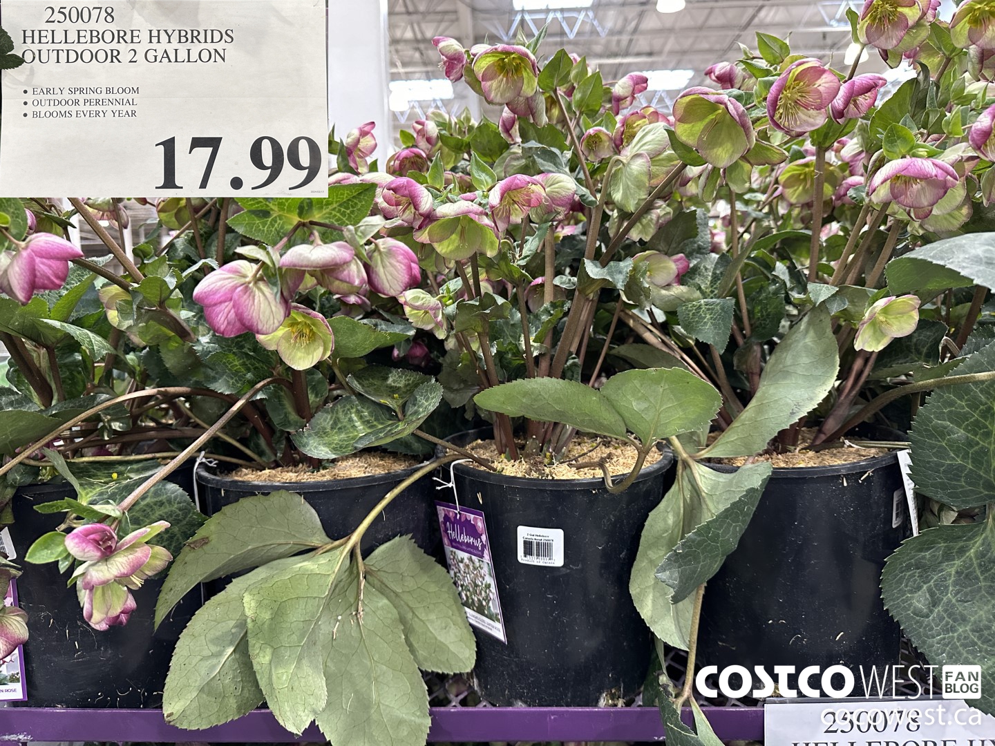 250078 HELLEBORE HYBRIDS OUTDOOR 2 GALLON $17.99