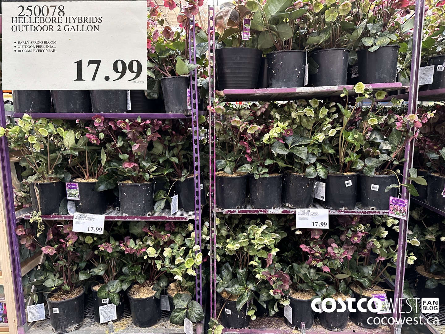 250078 HELLEBORE HYBRIDS OUTDOOR 2 GALLON $17.99