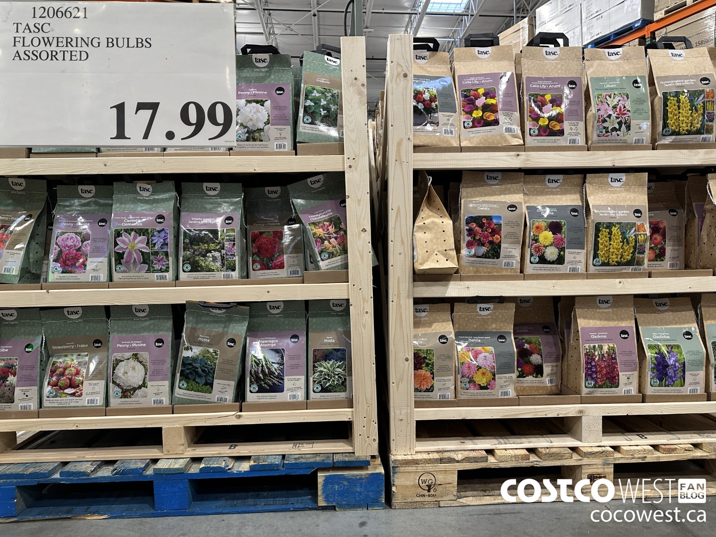 1206621 TASC FLOWERING BULBS ASSORTED $17.99