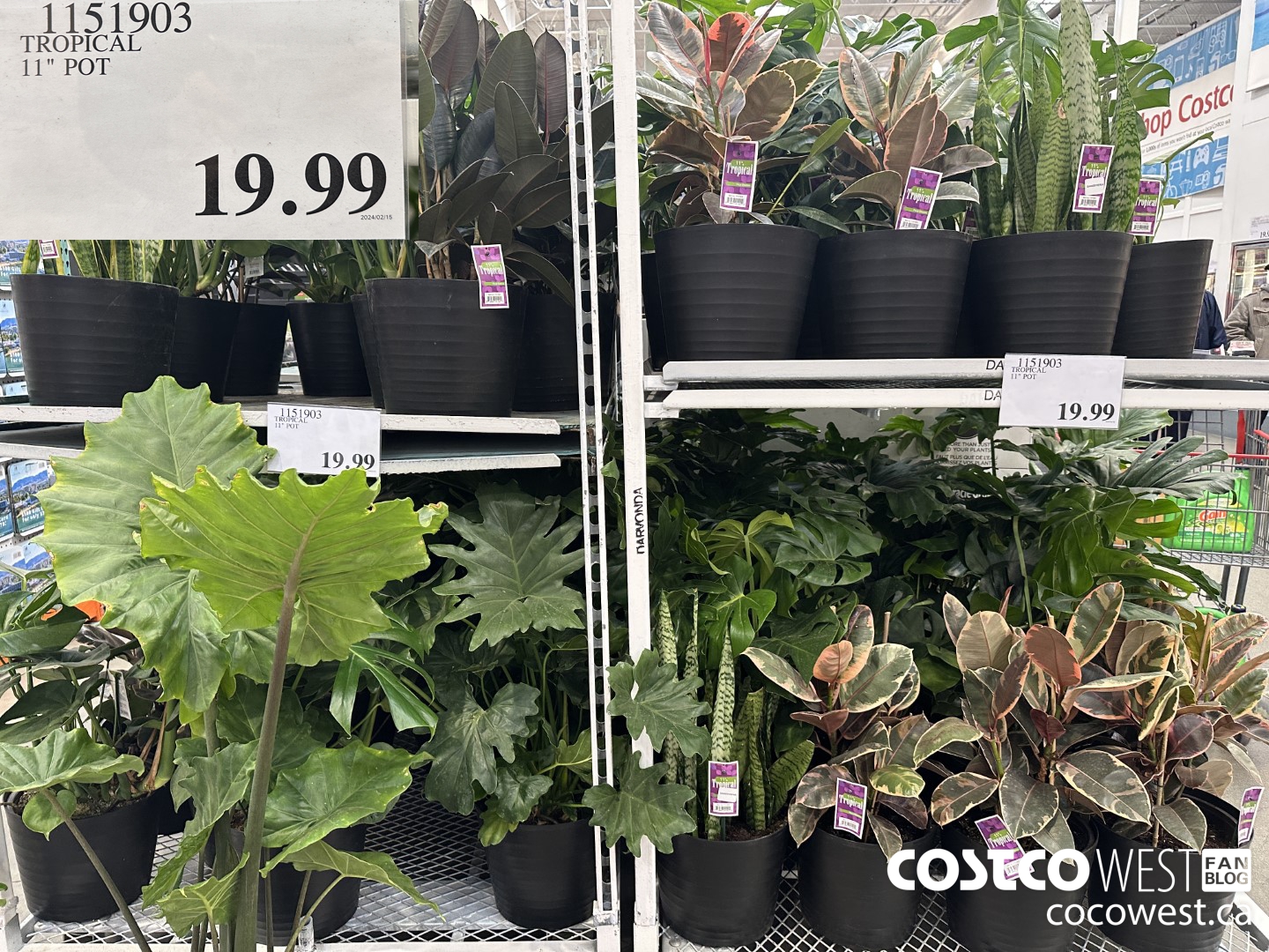 1151903 TROPICAL 11