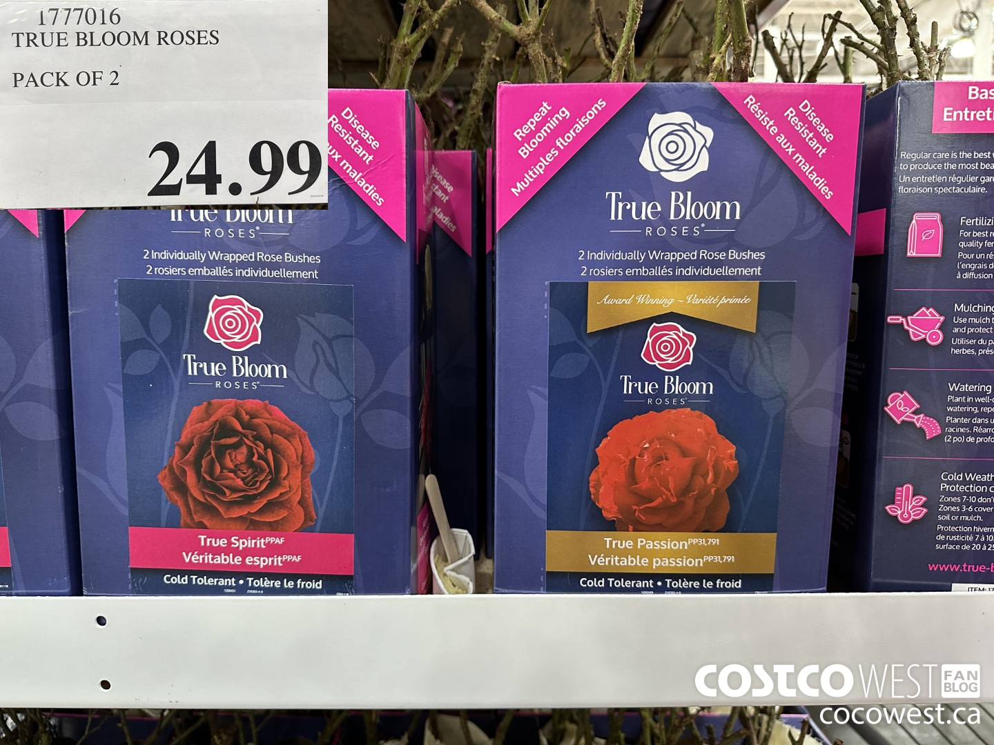 1777016 TRUE BLOOM ROSES PACK OF 2 $24.99