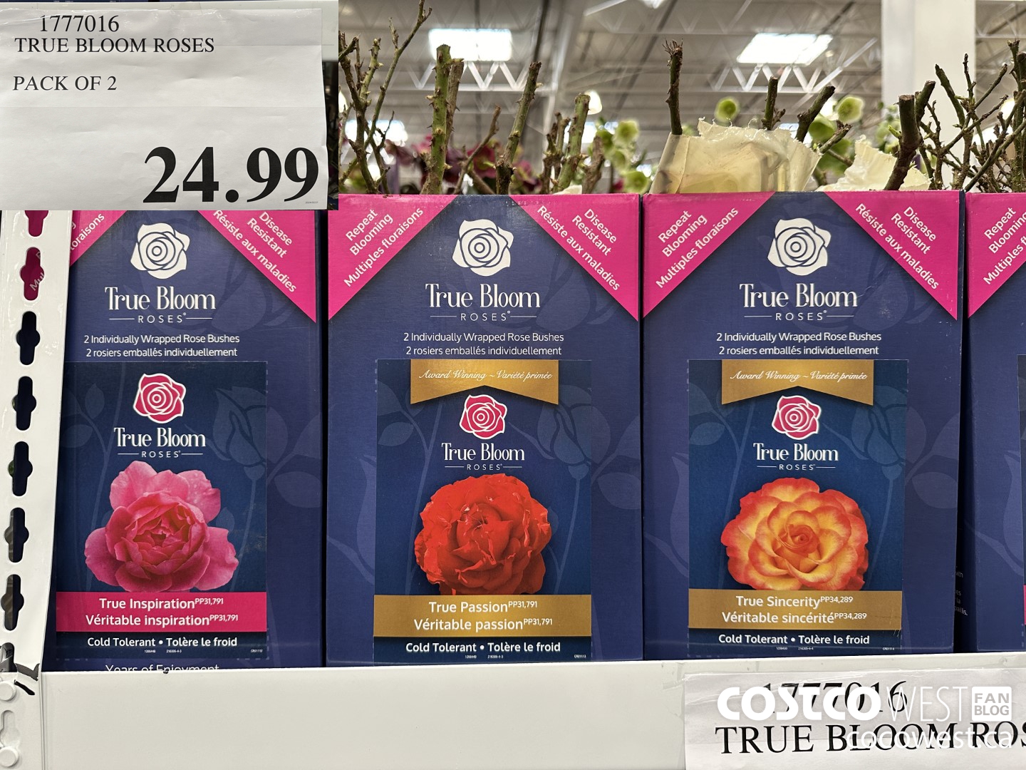 1777016 TRUE BLOOM ROSES PACK OF 2 $24.99