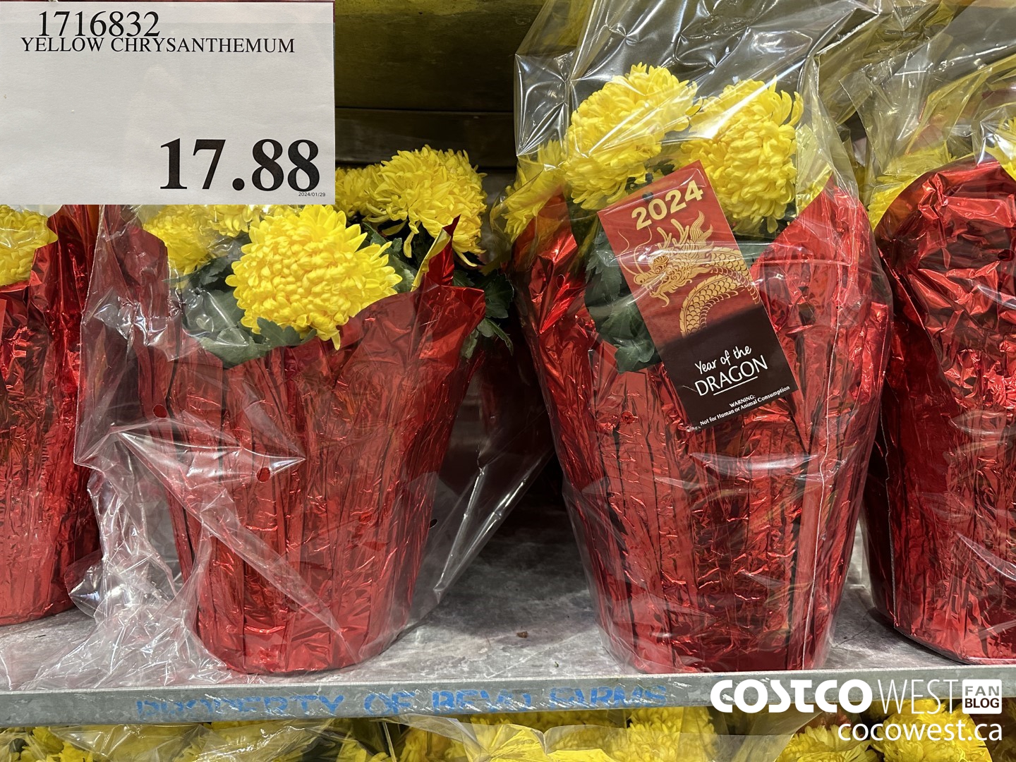 1716832 YELLOW CHRYSANTHEMUM $17.88