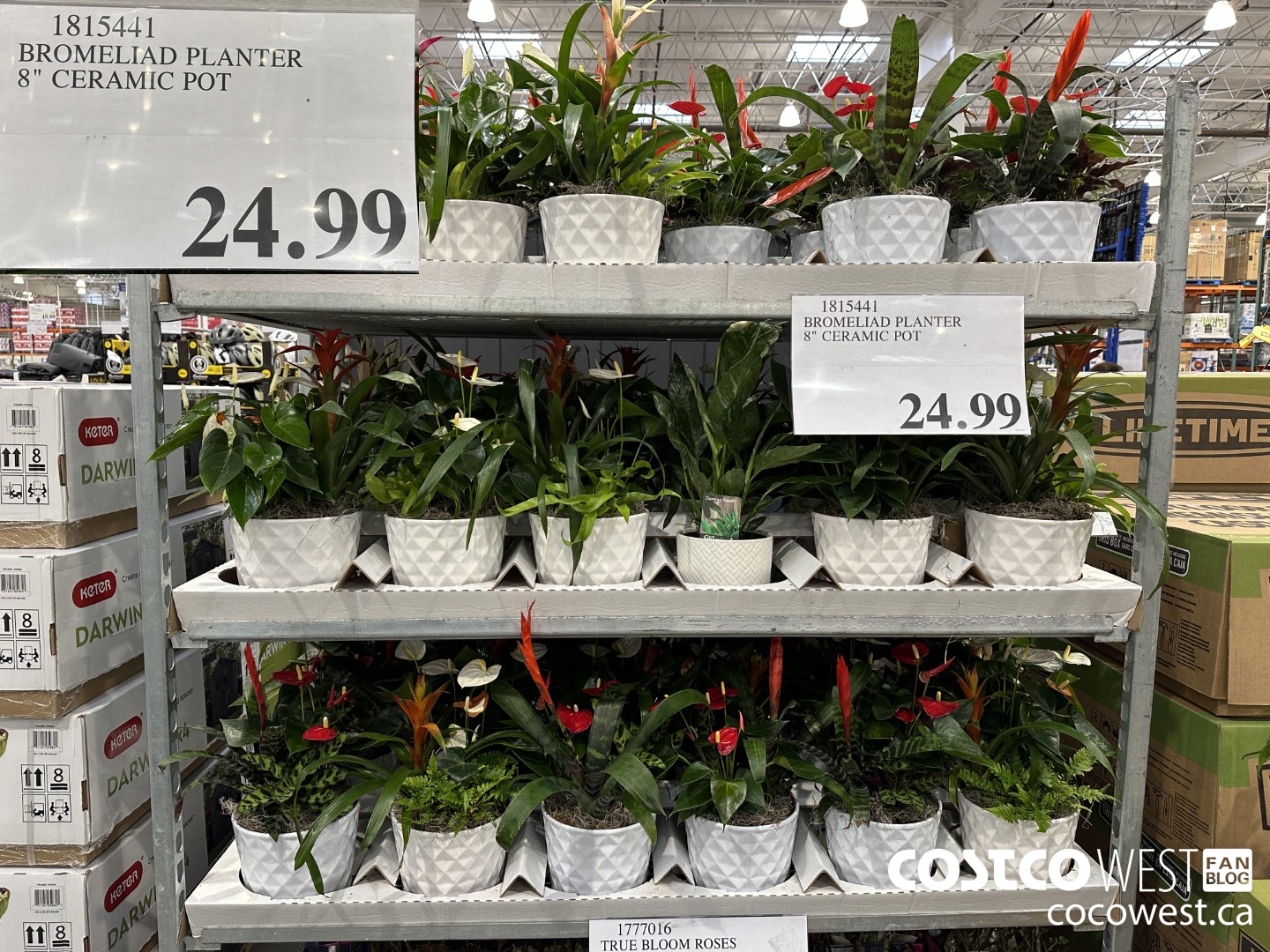 1815441 BROMELIAD PLANTER 8