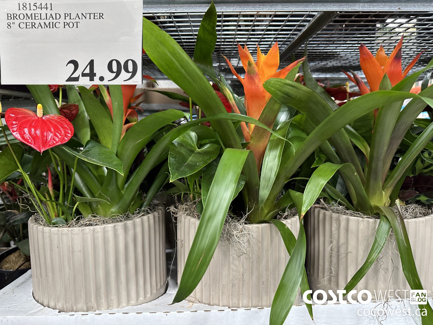 1815441 BROMELIAD PLANTER 8