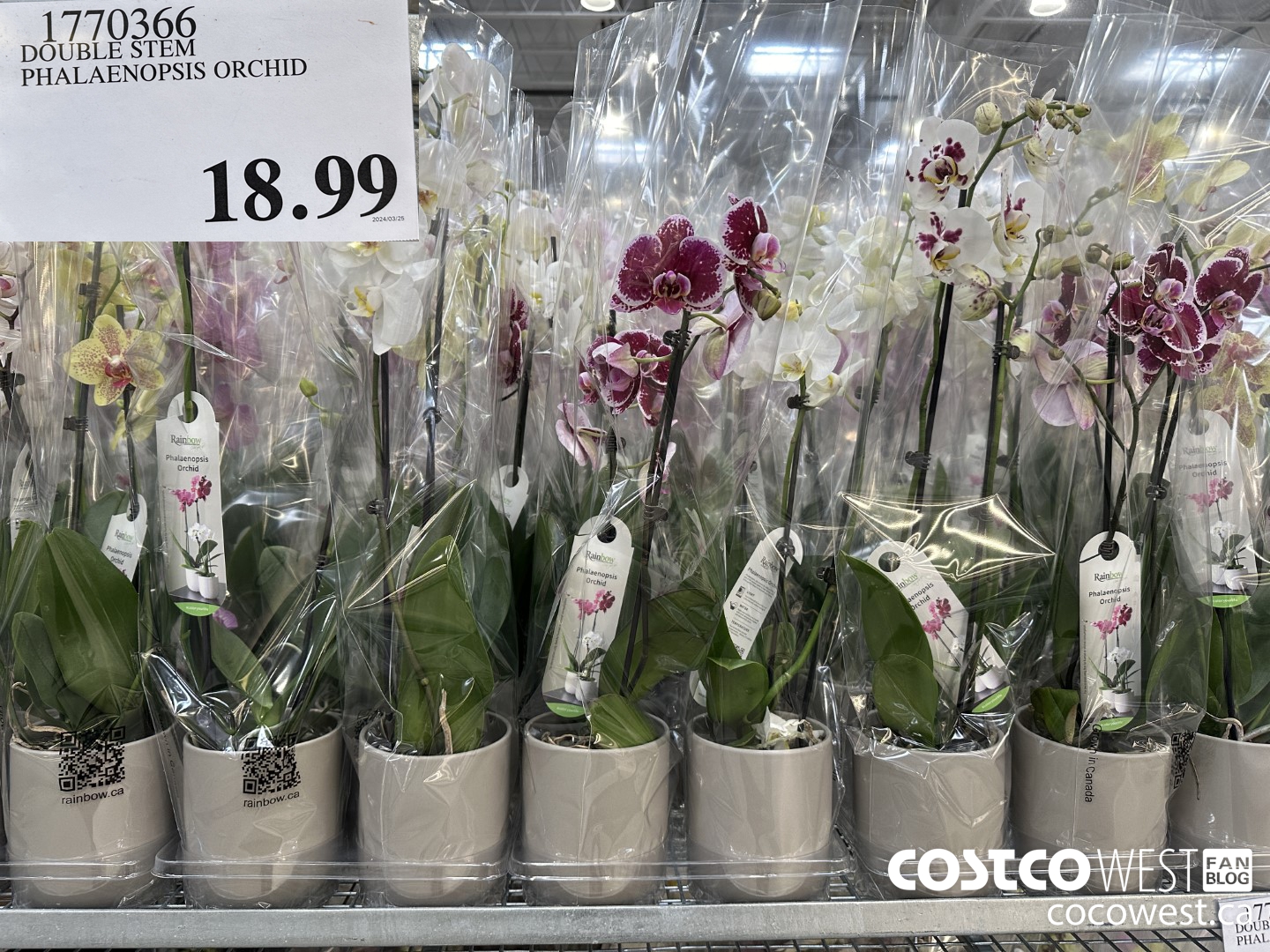 1770366 DOUBLE STEM PHALAENOPSIS ORCHID $18.99