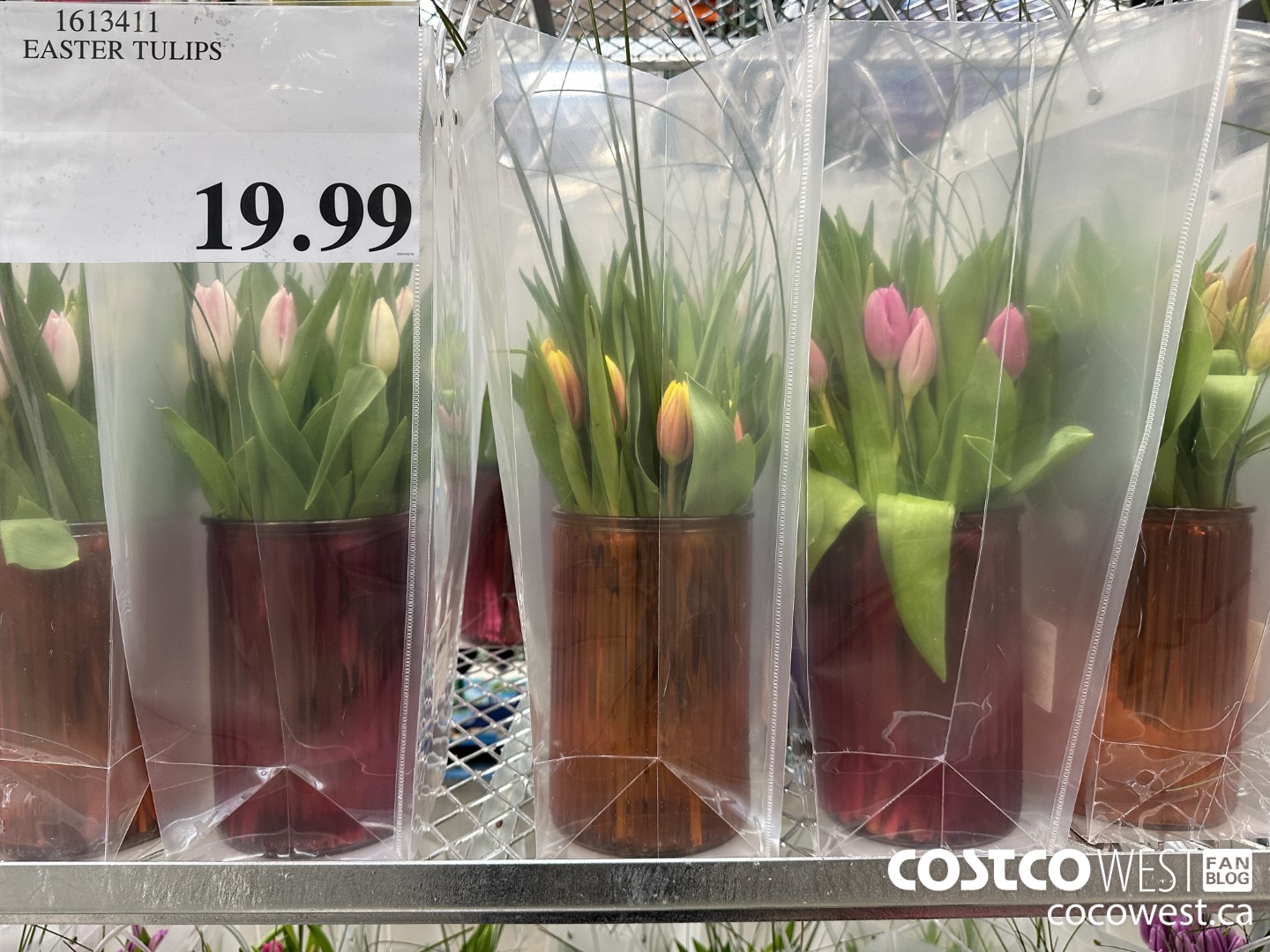 1613411 EASTER TULIPS $19.99