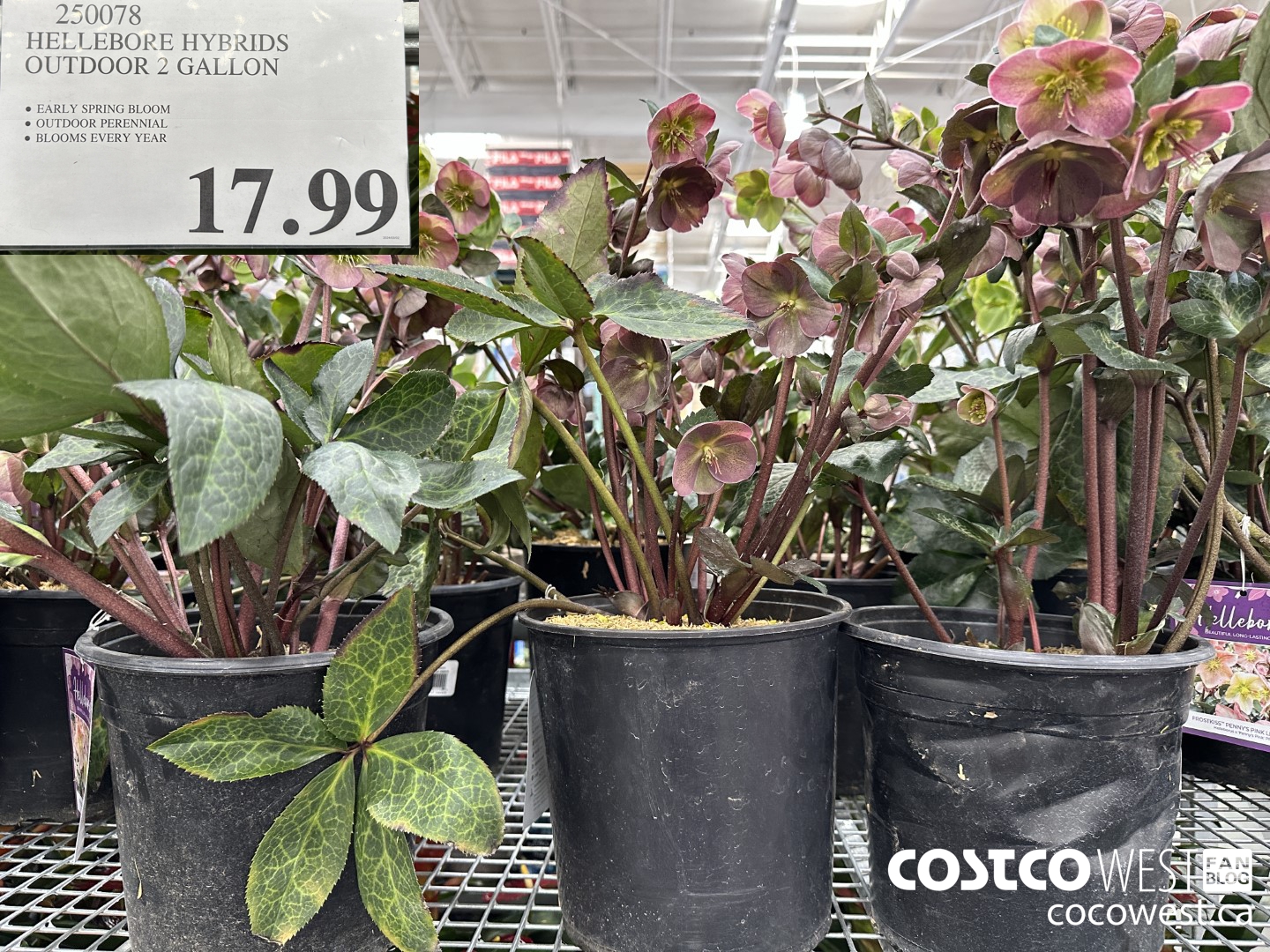 250078 HELLEBORE HYBRIDS OUTDOOR 2 GALLON $17.99