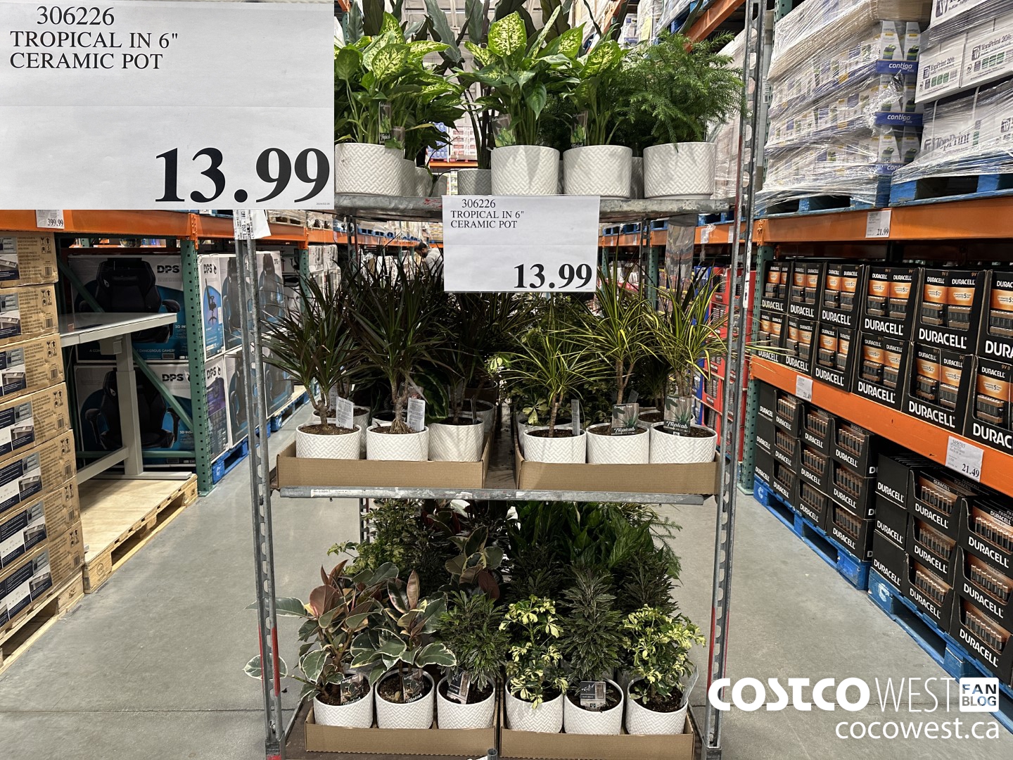 306226 TROPICAL IN 6