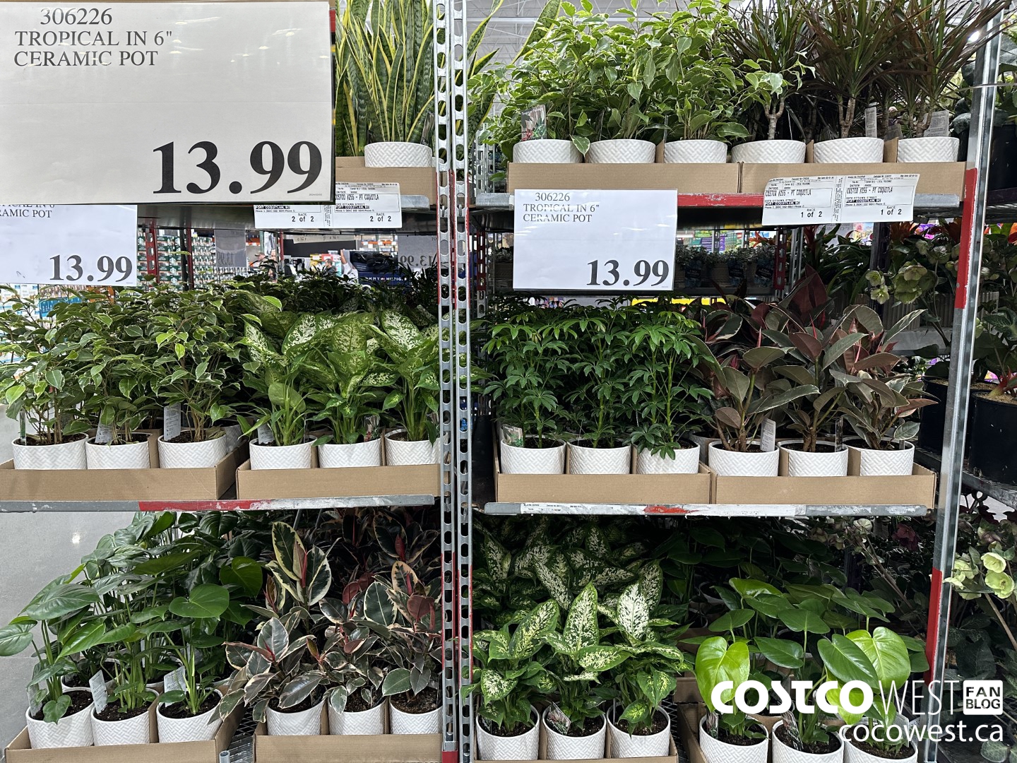 306226 TROPICAL IN 6