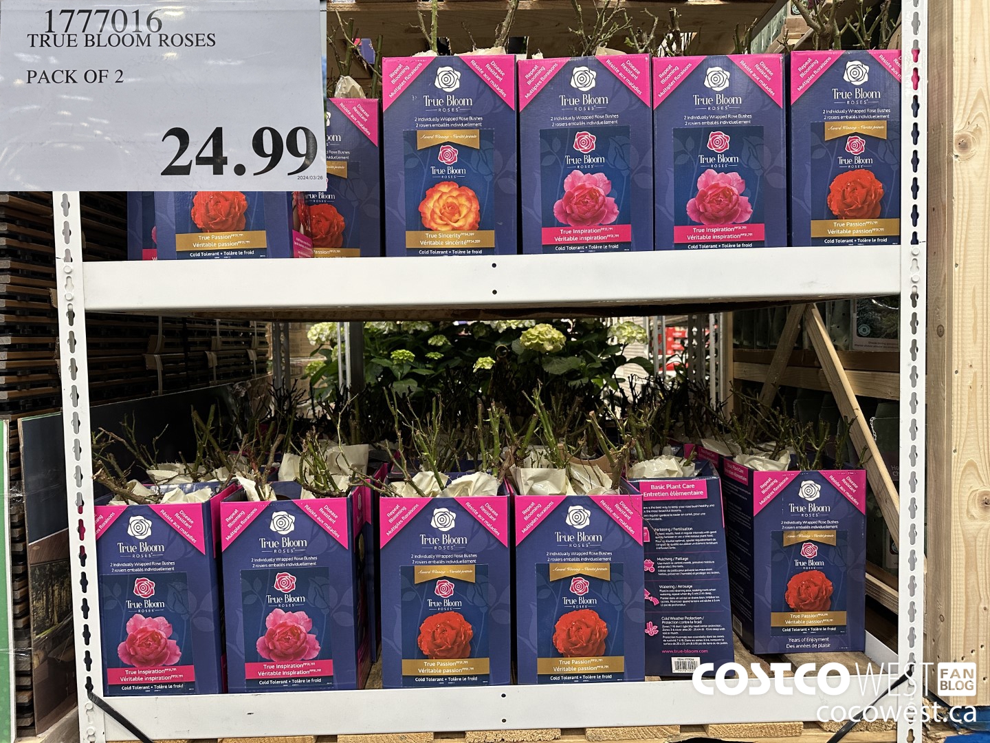 1777016 TRUE BLOOM ROSES PACK OF 2 $24.99