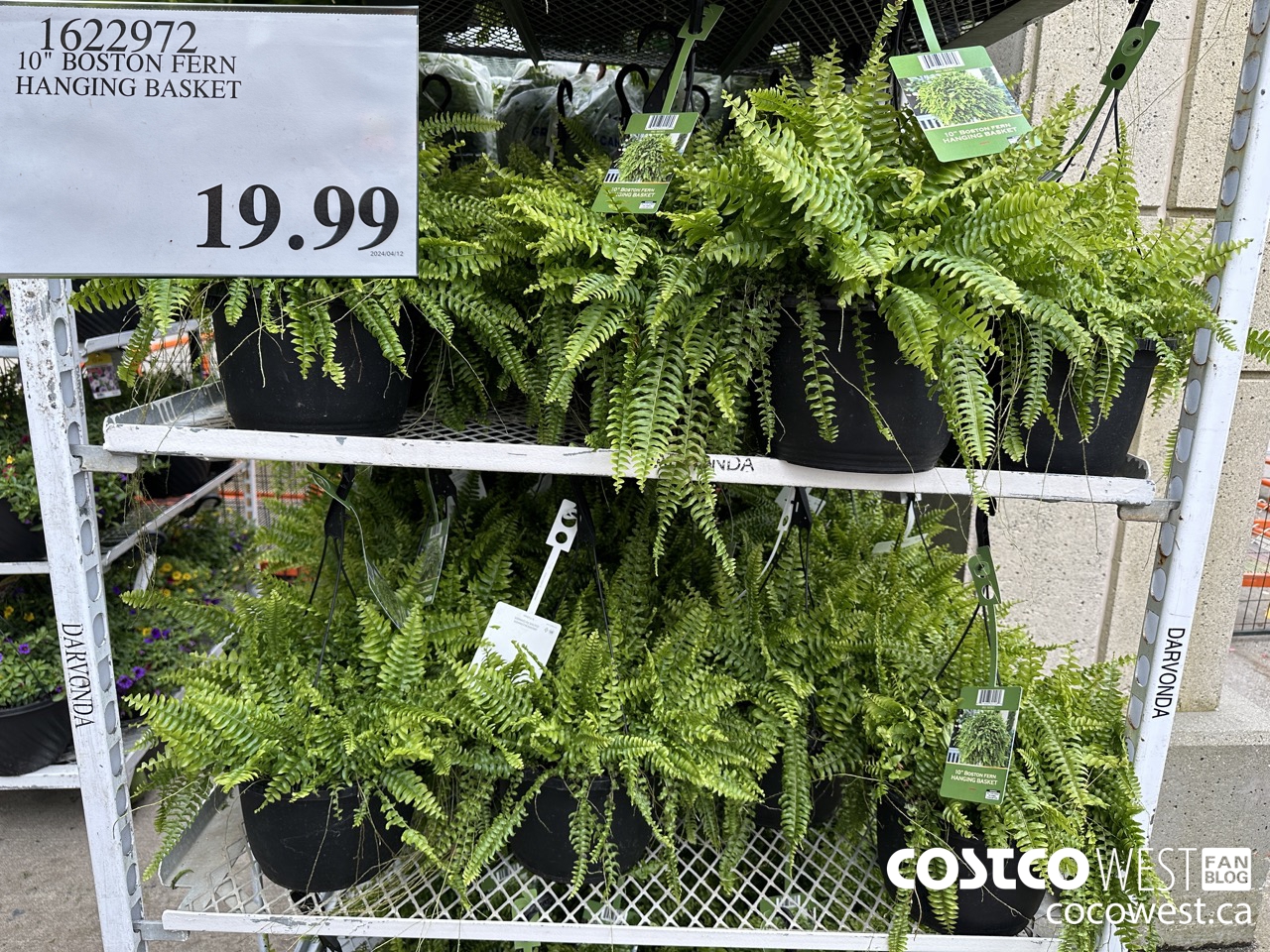 Costco Spring Garden Centre 2024 Superpost Plants, Flowers, Trees