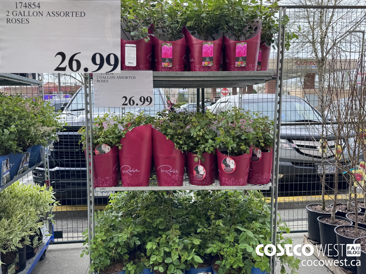 174854 2 GALLON ASSORTED ROSES $26.99