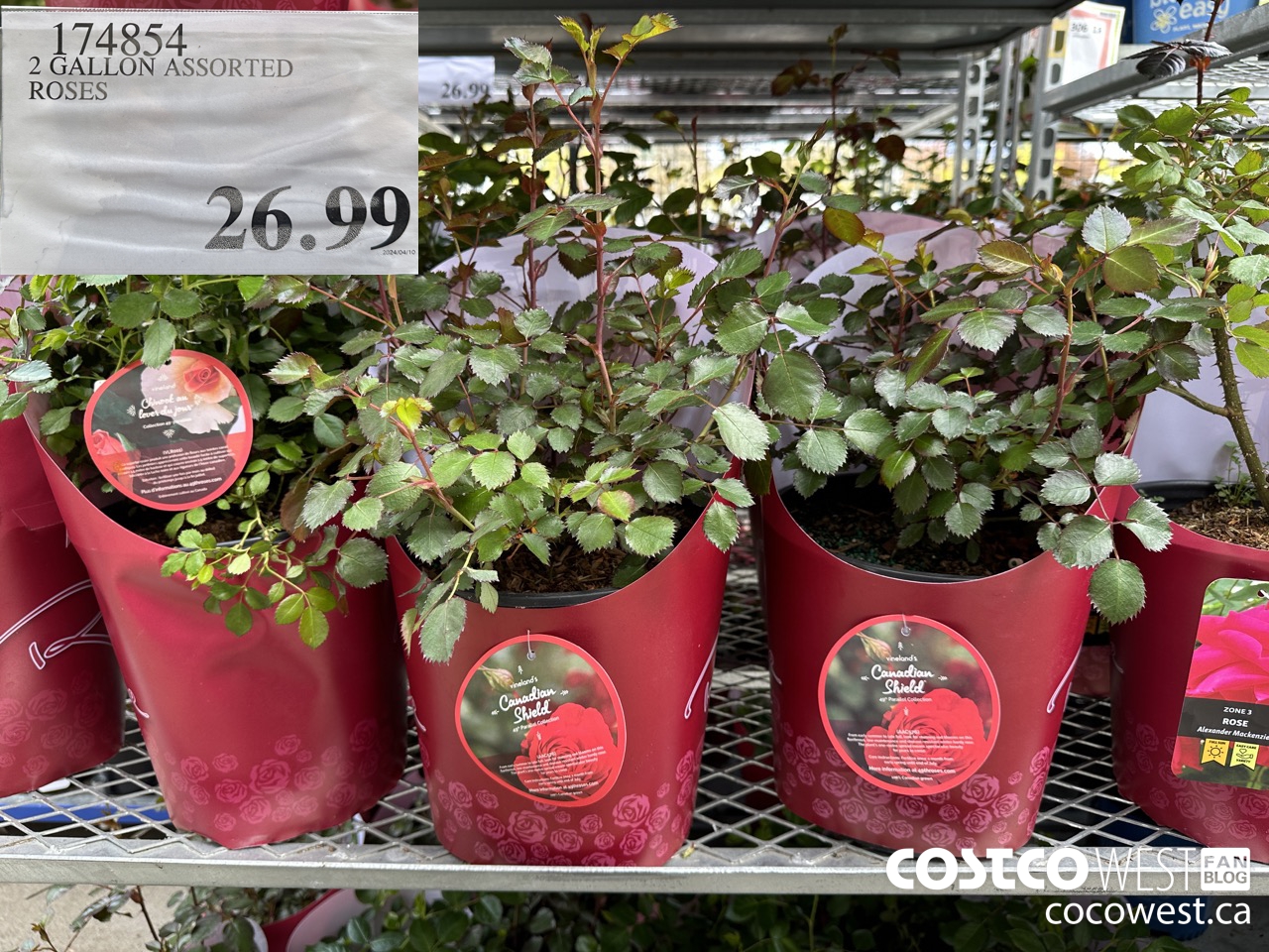 174854 2 GALLON ASSORTED ROSES $26.99