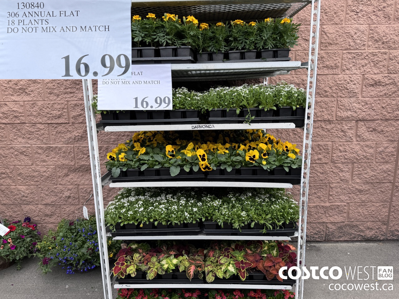 130840 306 ANNUAL FLAT 18 PLANTS $16.99