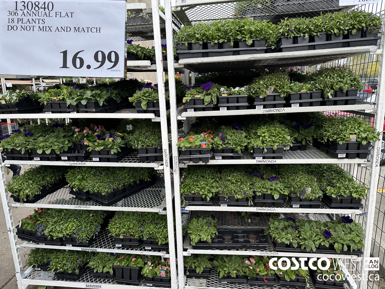 130840 306 ANNUAL FLAT 18 PLANTS $16.99