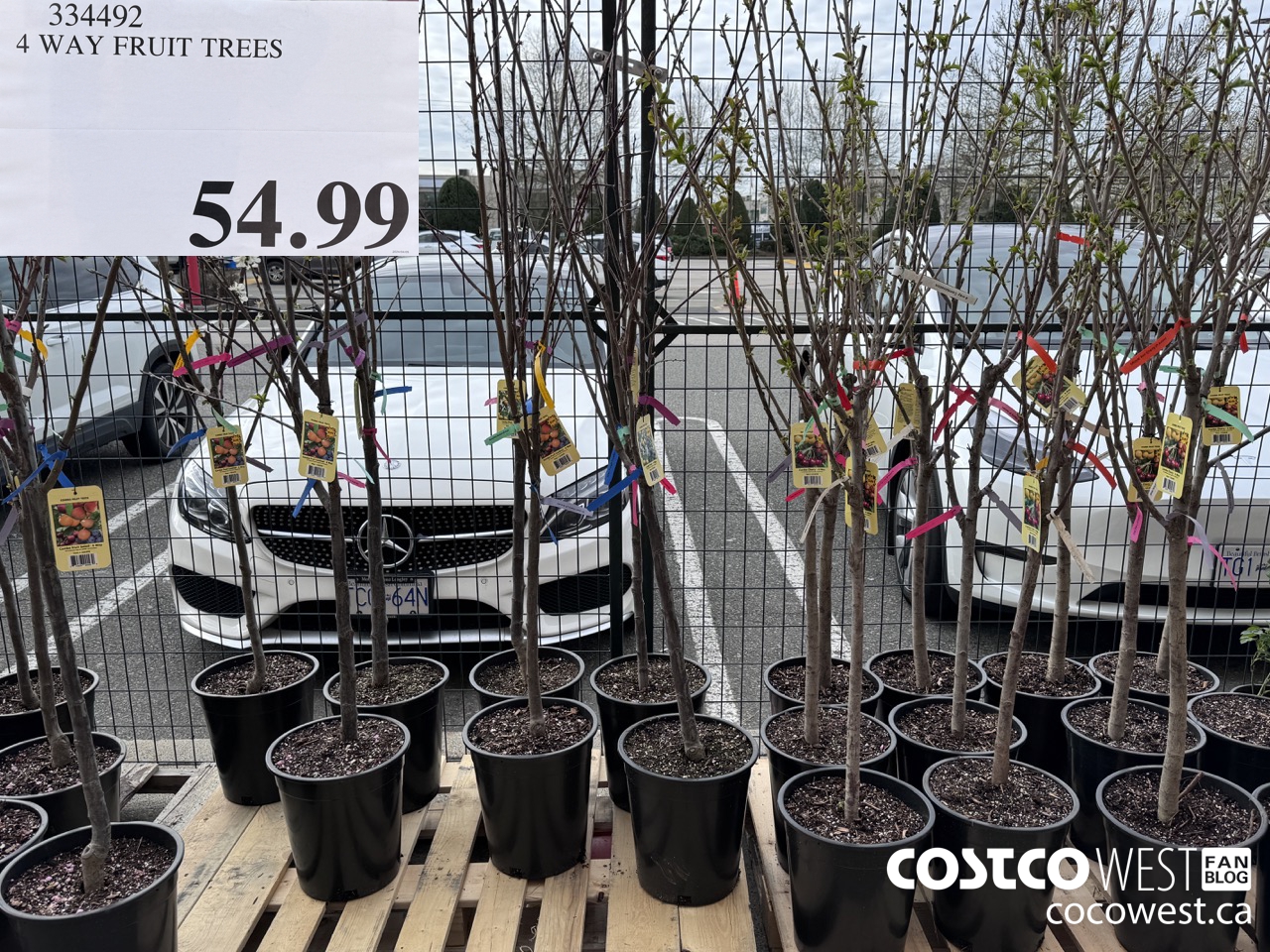334492 4 WAY FRUIT TREES $54.99