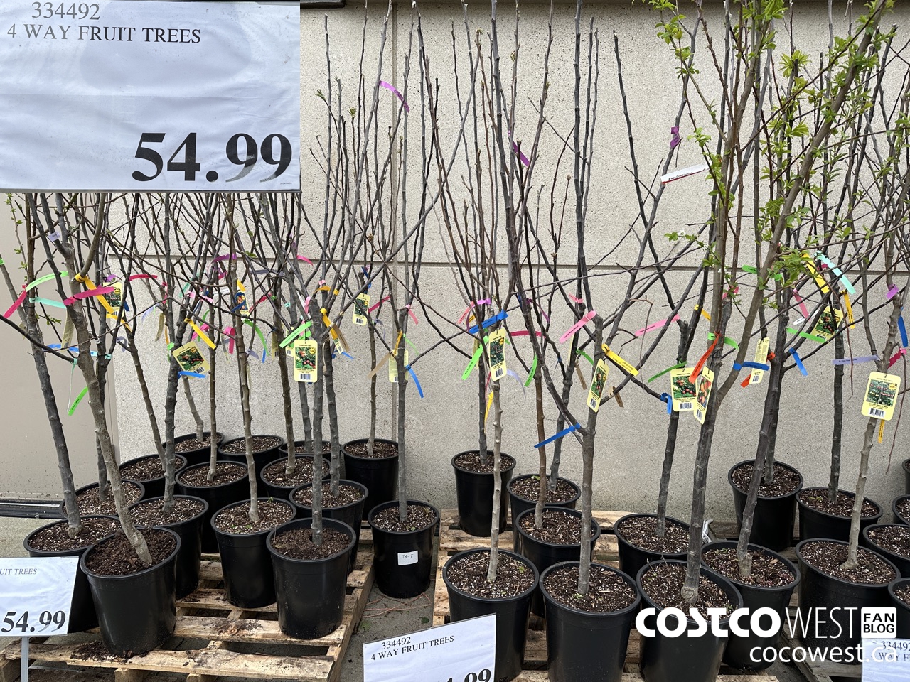 334492 4 WAY FRUIT TREES $54.99