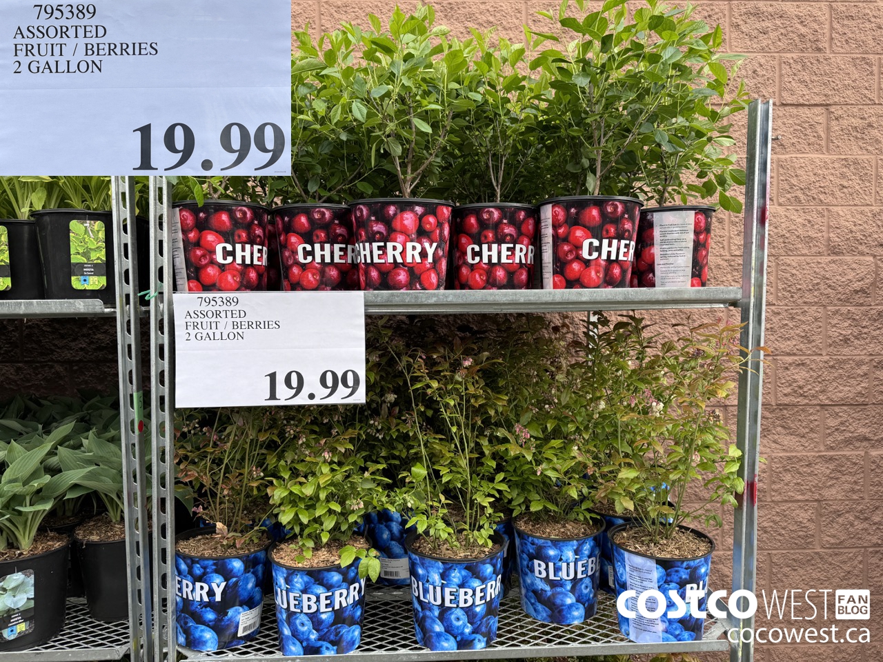 795389 ASSORTED FRUIT/BERRIES 2 GALLON $19.99