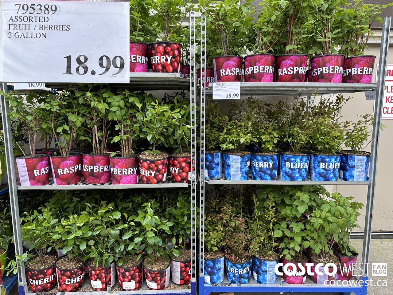 795389 ASSORTED FRUIT/BERRIES 2 GALLON $18.99