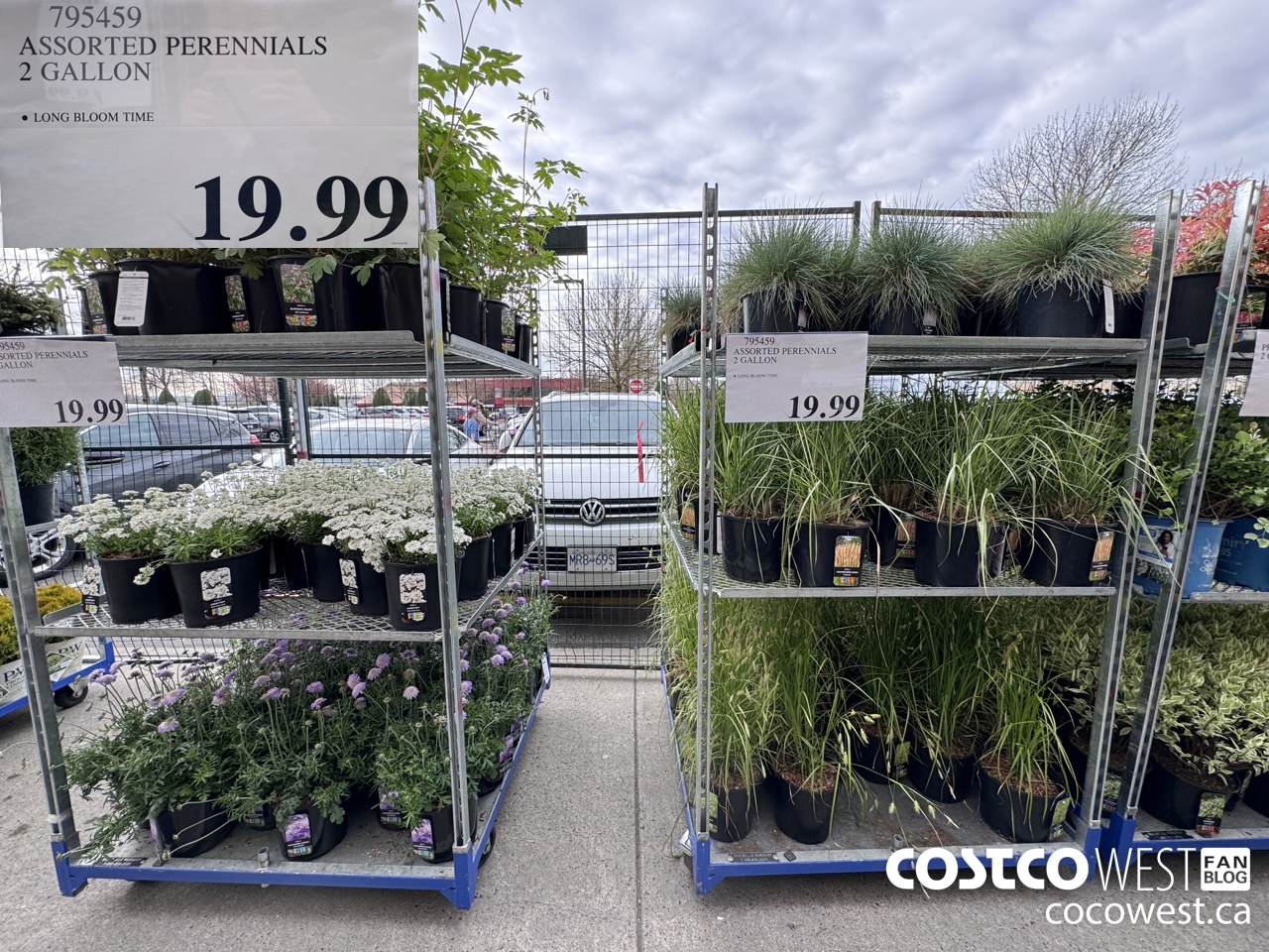 795459 ASSORTED PERENNIALS 2 GALLON $19.99