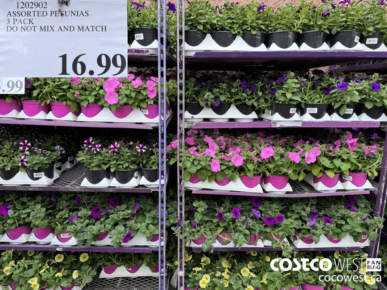 1202902 ASSORTED PETUNIAS 3 PACK $16.99