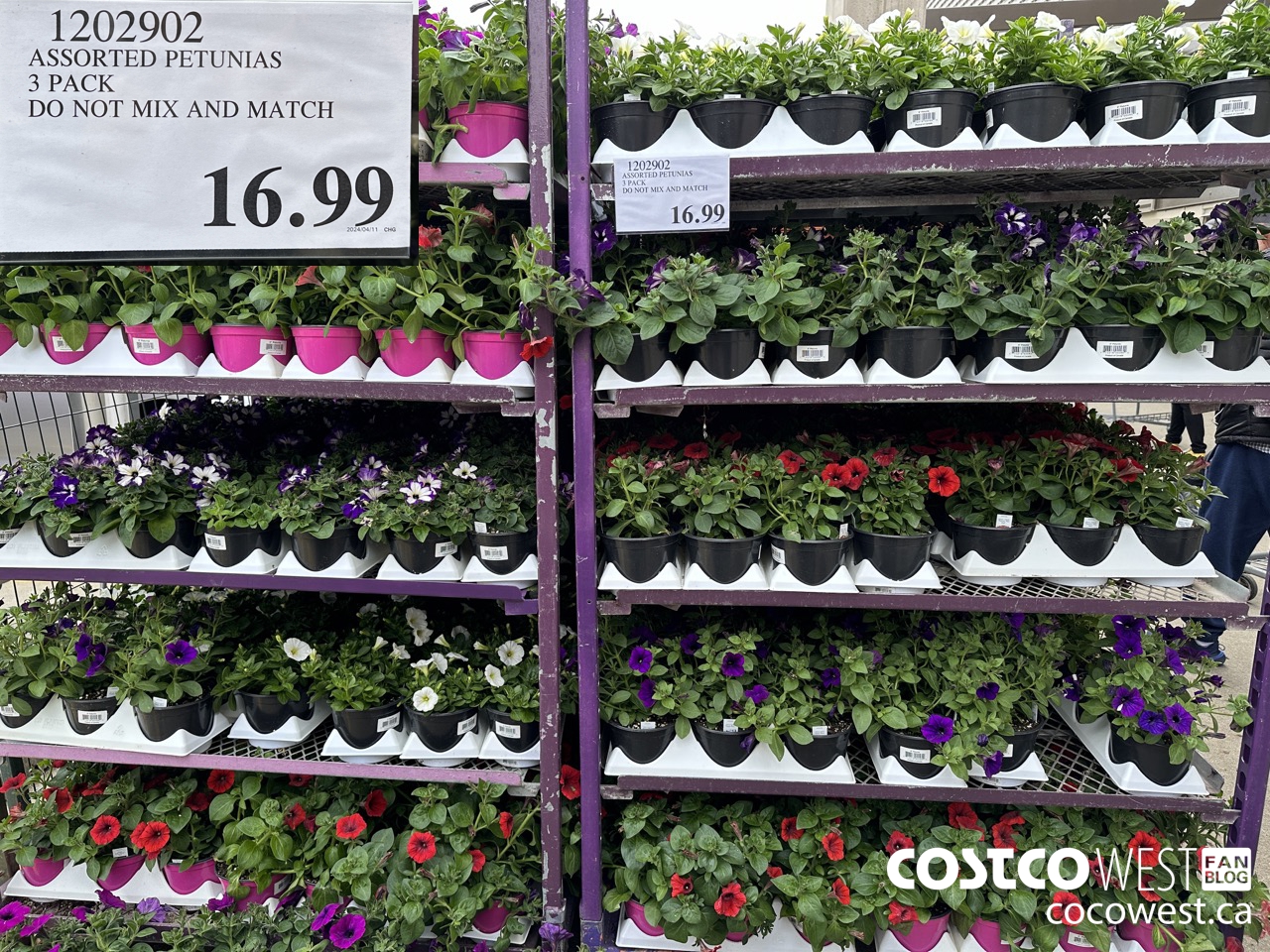 1202902 ASSORTED PETUNIAS 3 PACK $16.99