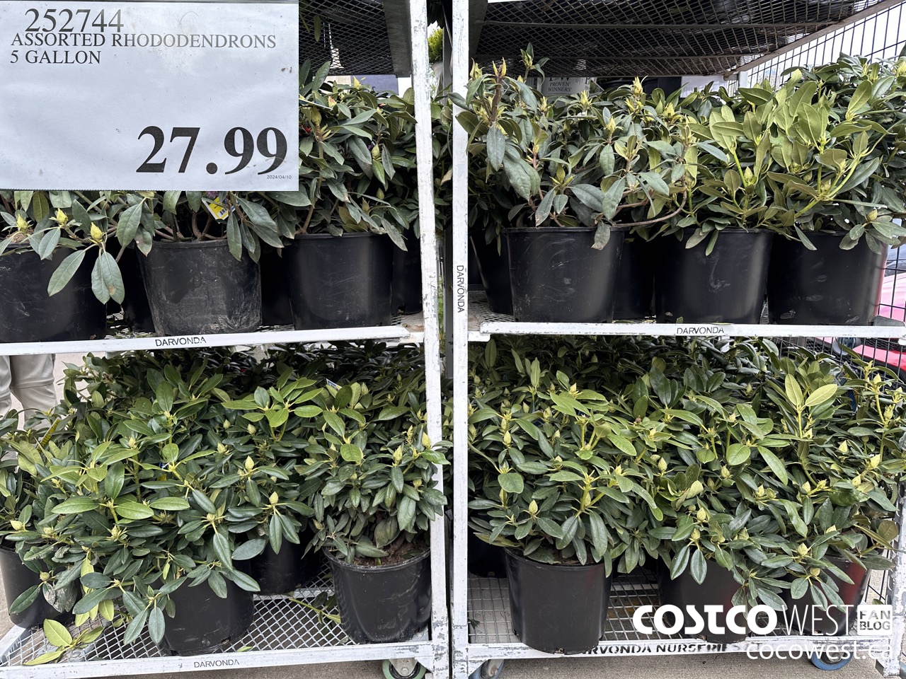 Costco Spring Garden Centre 2024 Superpost: Plants, Flowers, Trees ...