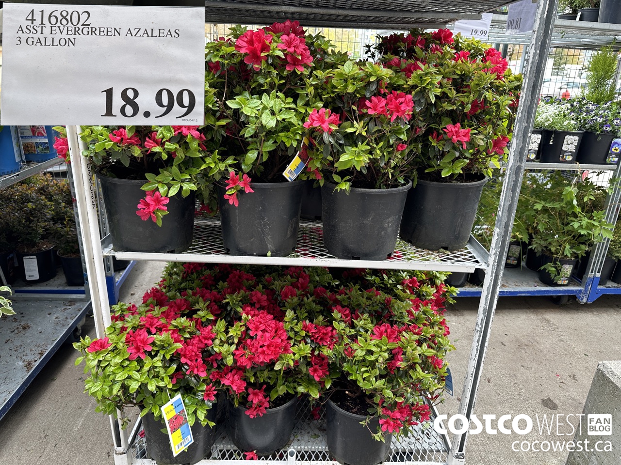 Costco Spring Garden Centre 2024 Superpost: Plants, Flowers, Trees ...