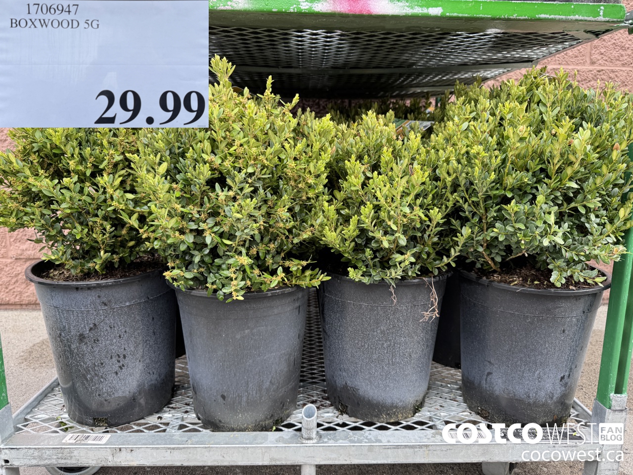 1706947 BOXWOOD 5G $29.99