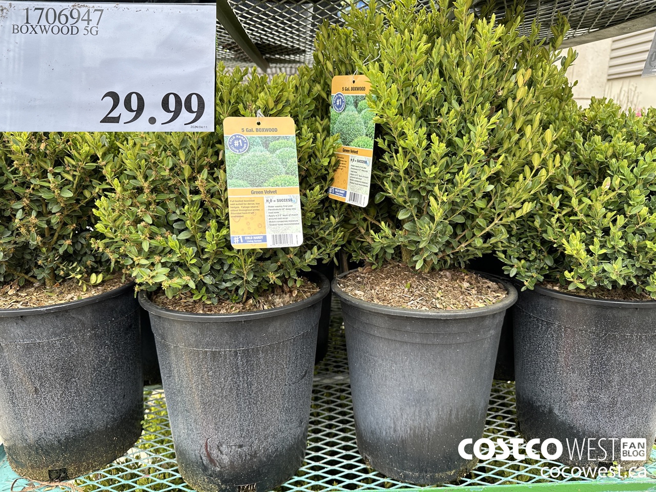 Costco Spring Garden Centre 2024 Superpost: Plants, Flowers, Trees ...