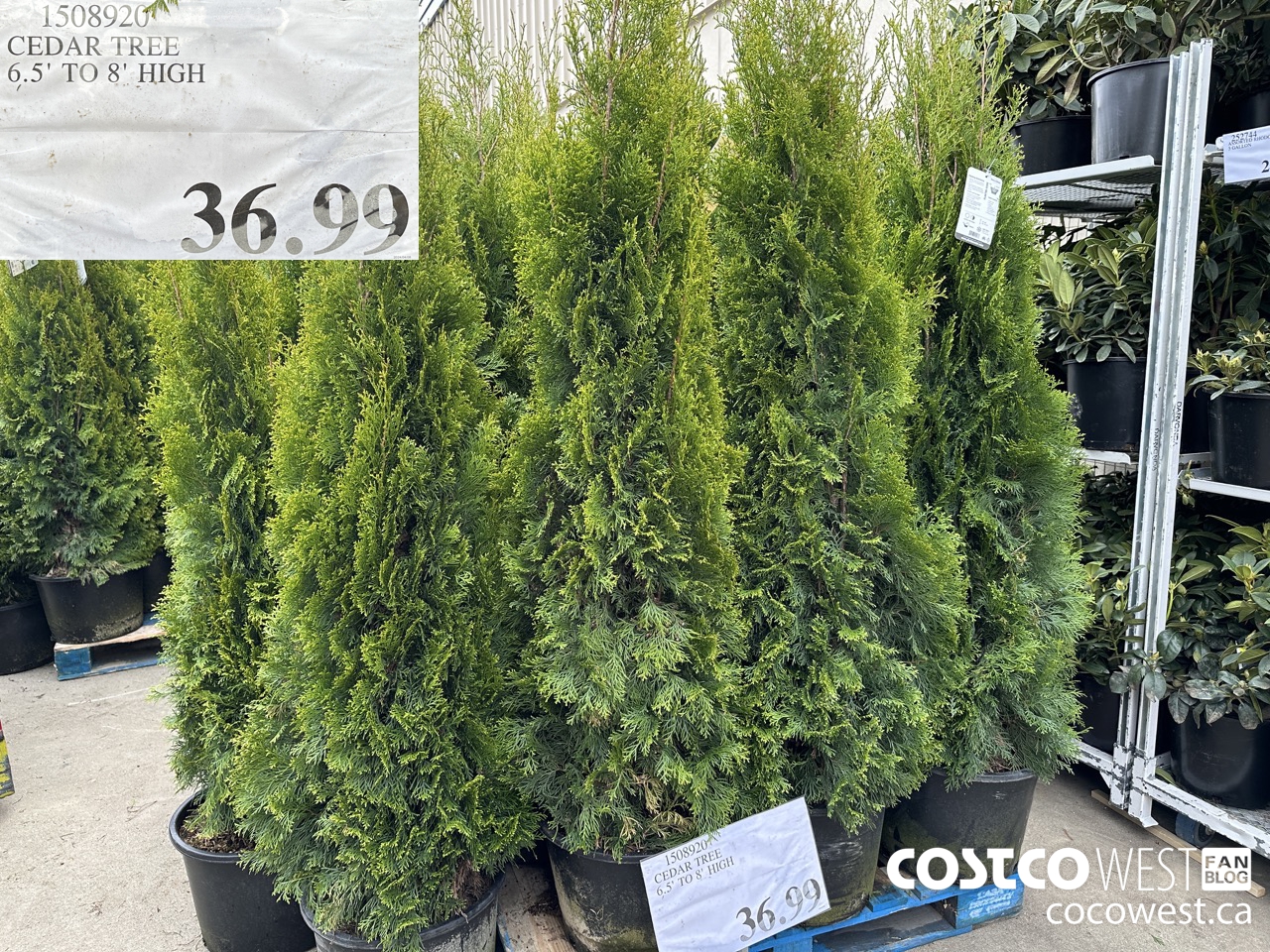 Costco Spring Garden Centre 2024 Superpost: Plants, Flowers, Trees & Shrubs  - Costco West Fan Blog